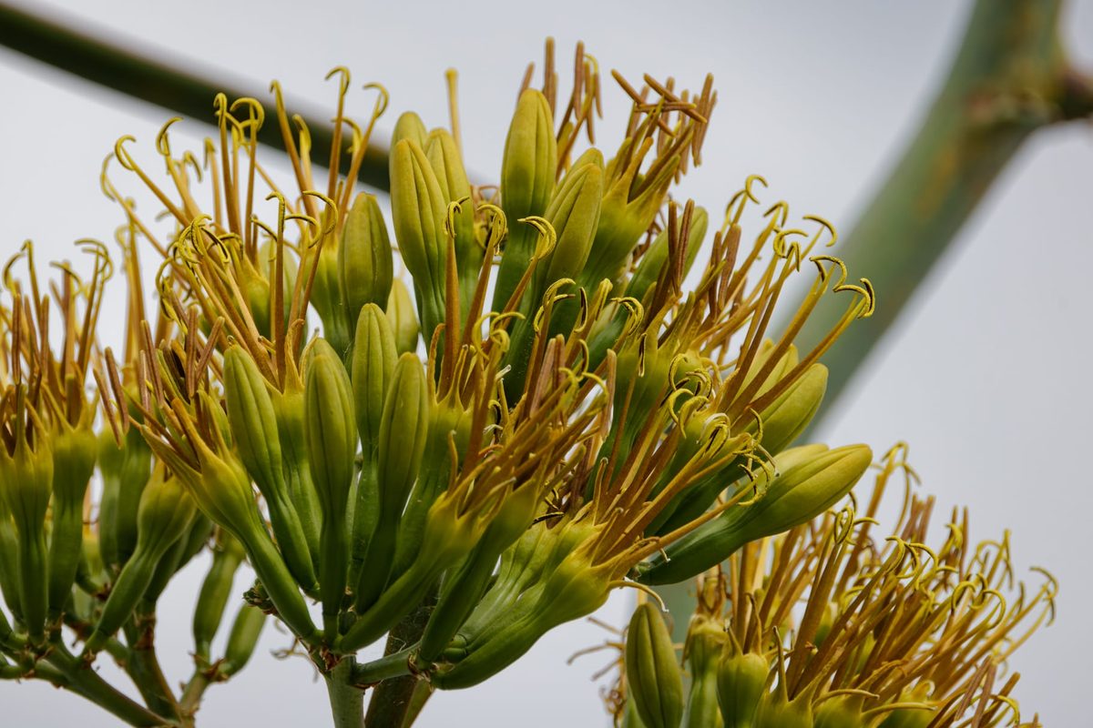 This rarely seen 'death bloom' is taller than a giraffe and burst through the glasshouse ceiling