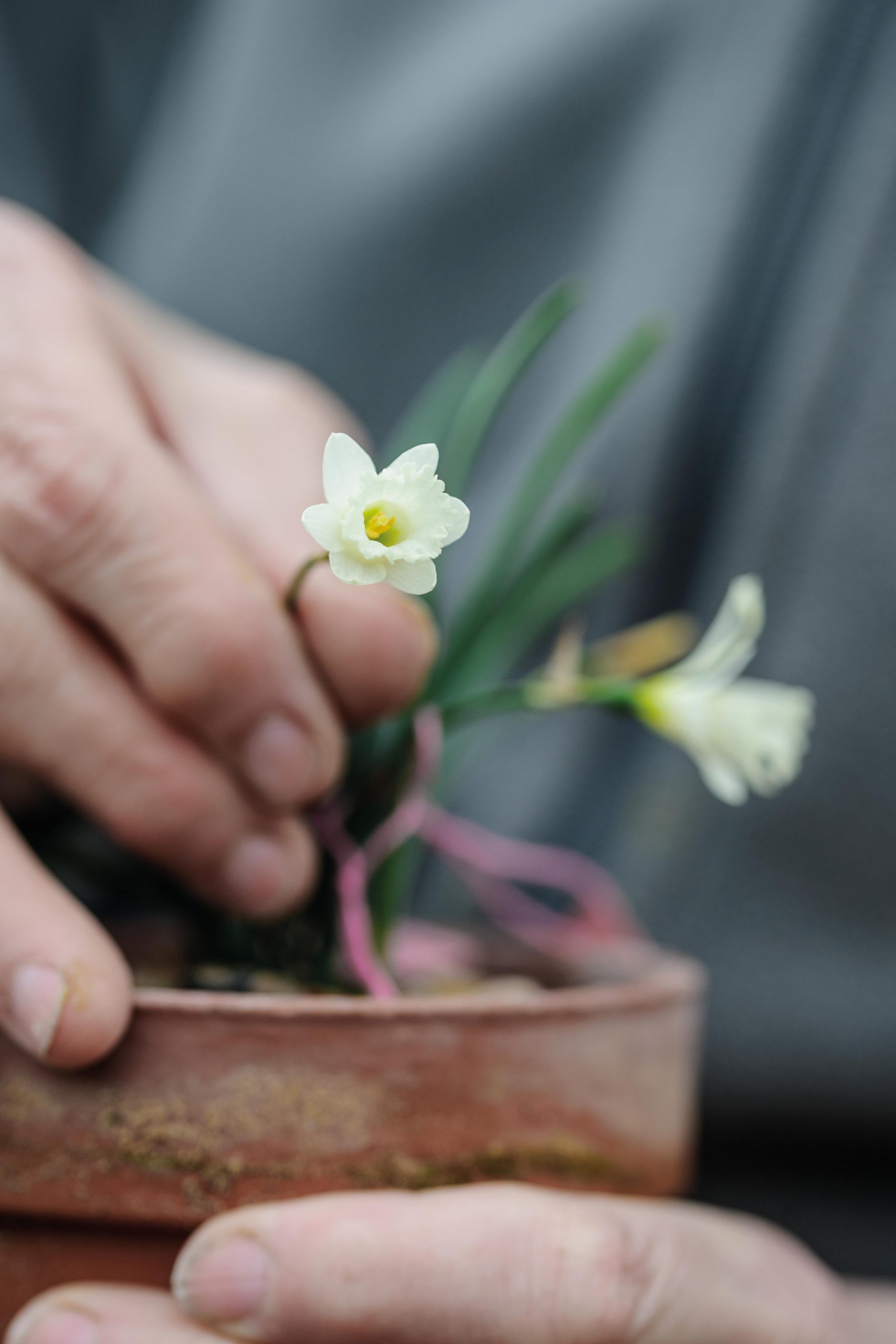 Miniature Narcissi: Narcissus 'Pet Lamb'