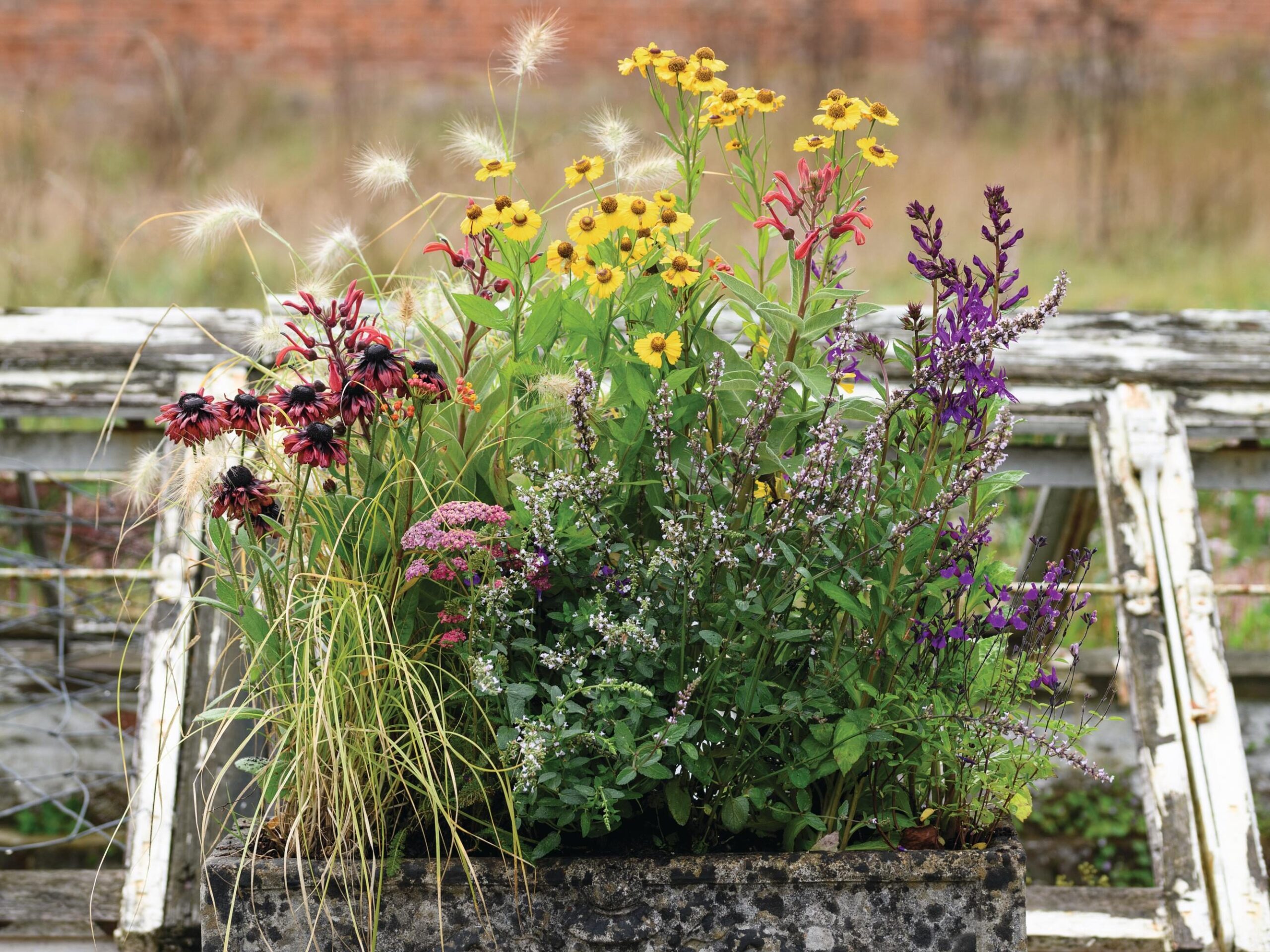 A meadow-inspired pot display from Jo Thompson for late-summer