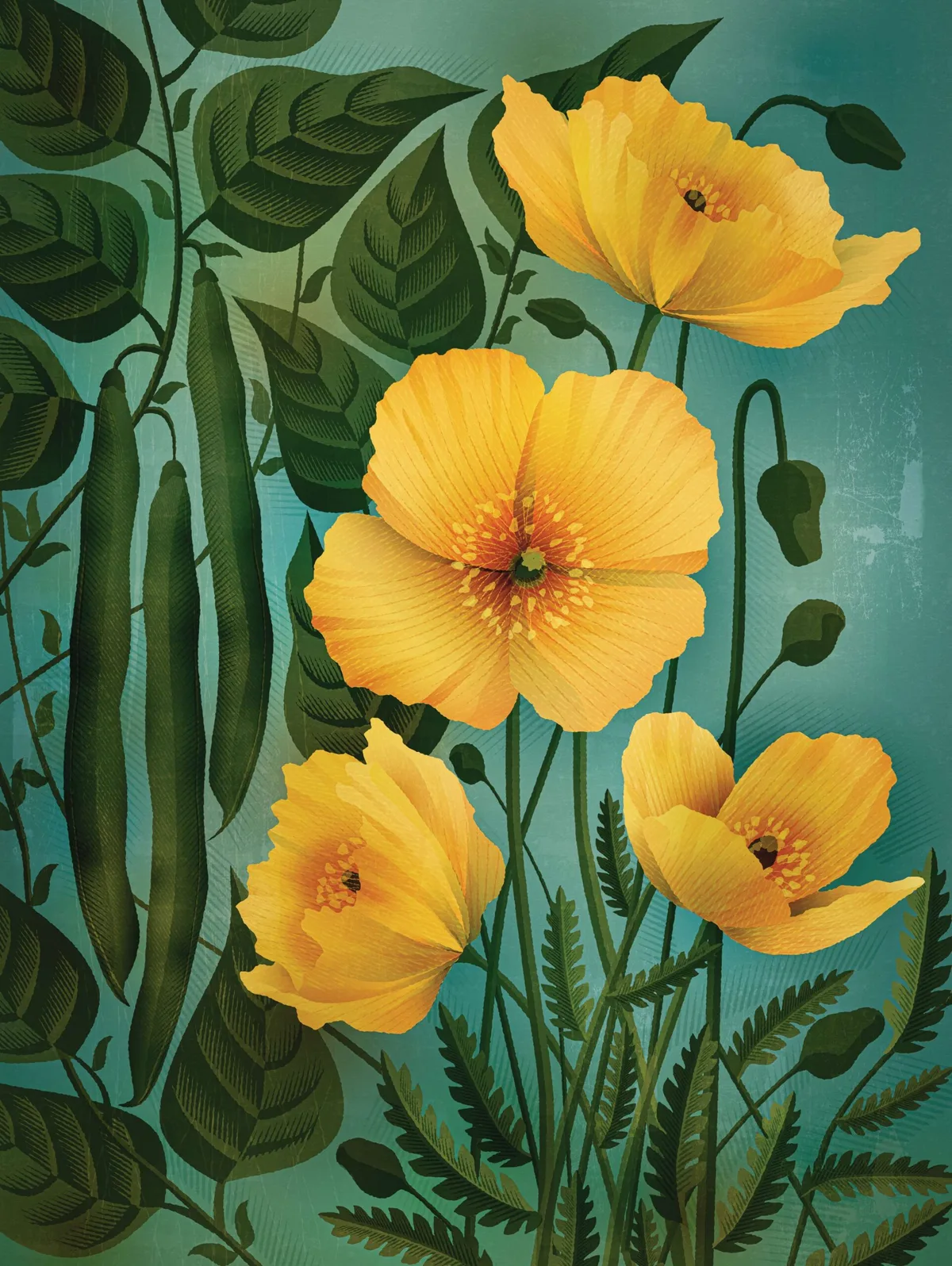 Welsh poppy illustration