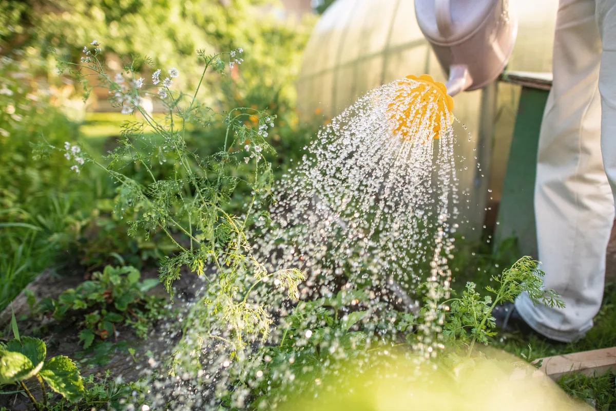 Person watering plants in a garden