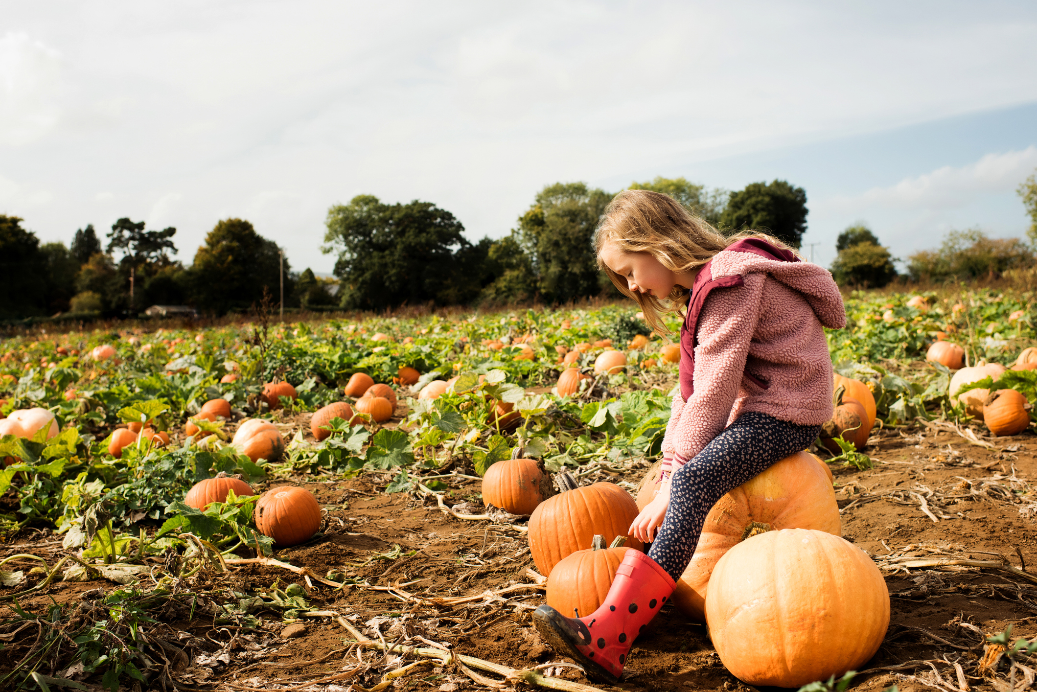 Girl sat on a large pumpkin in a pumpkin field in the countryside