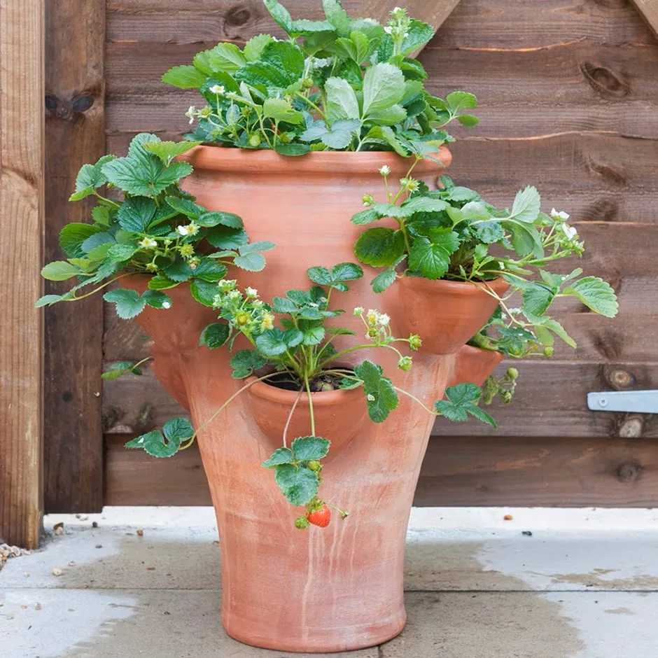 Crocus terracotta strawberry planter Crocus terracotta strawberry planter