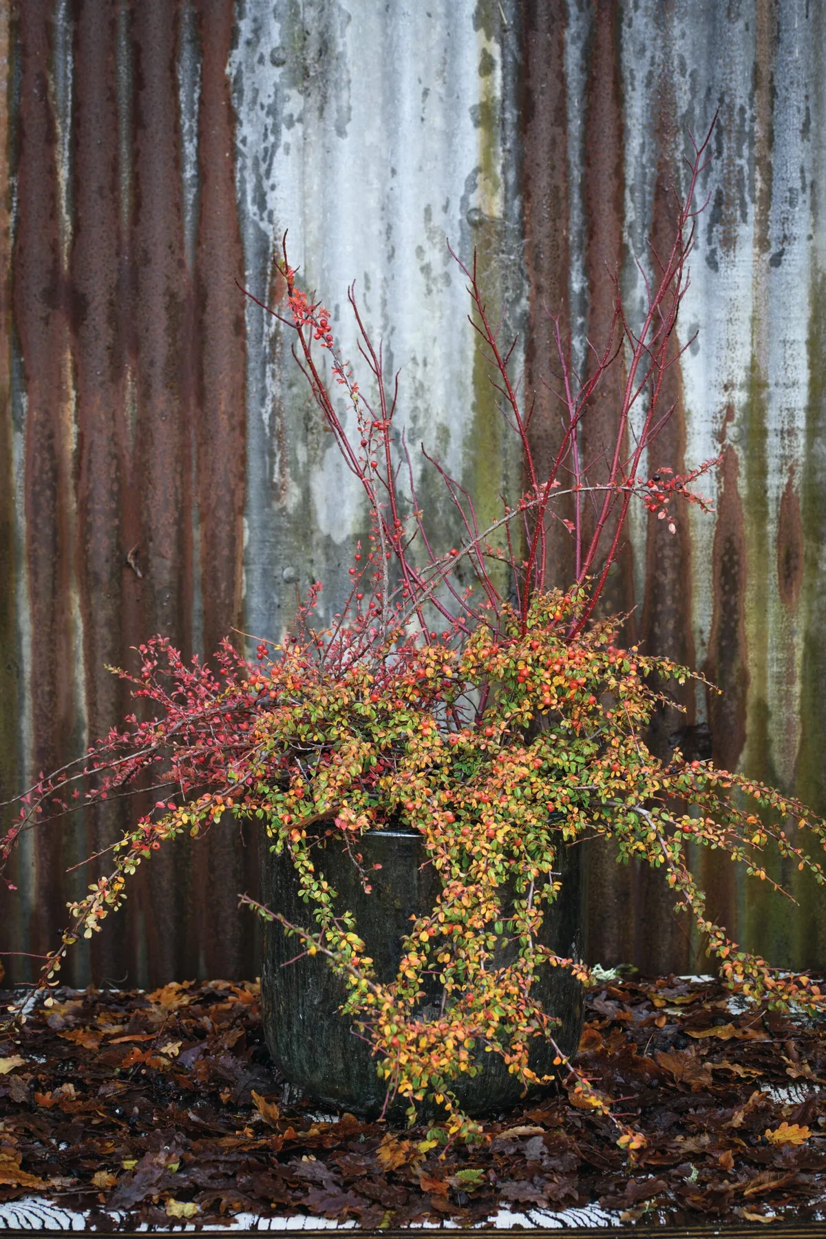 A warming winter pot using cornus alba and cotoneaster from Jo Thompson