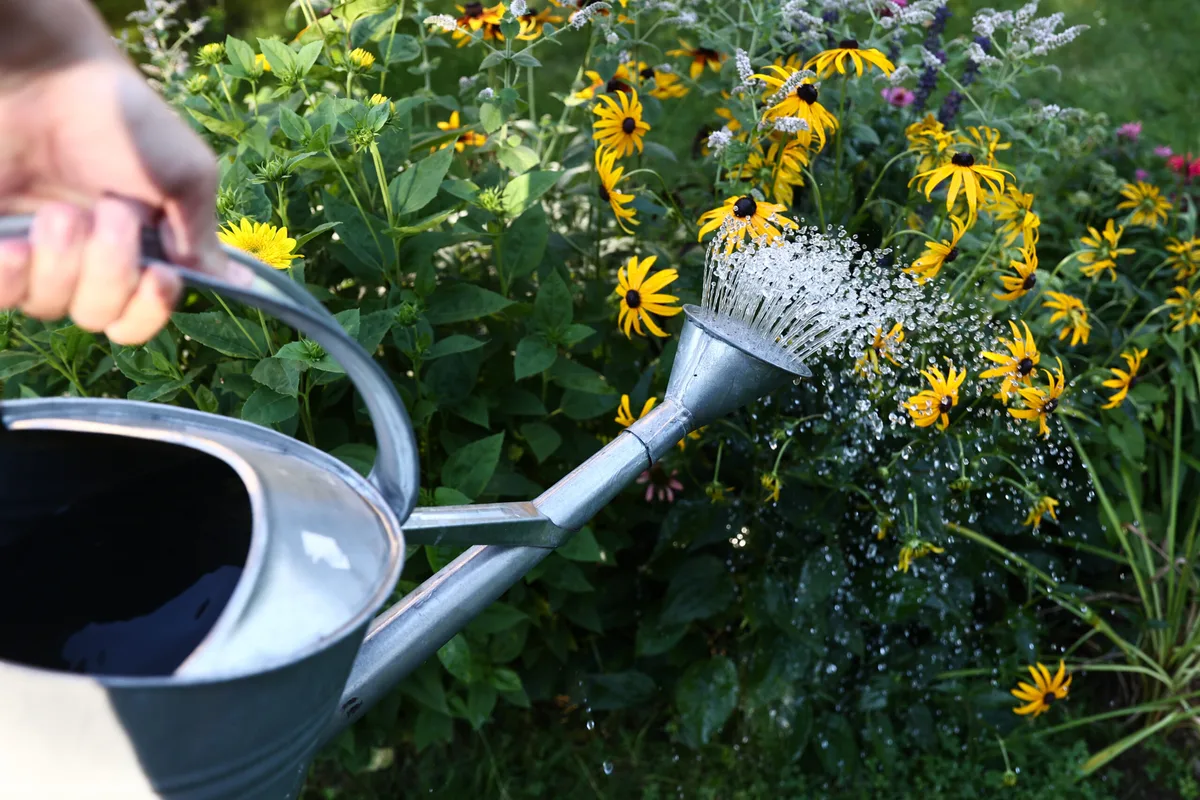 Watering plants