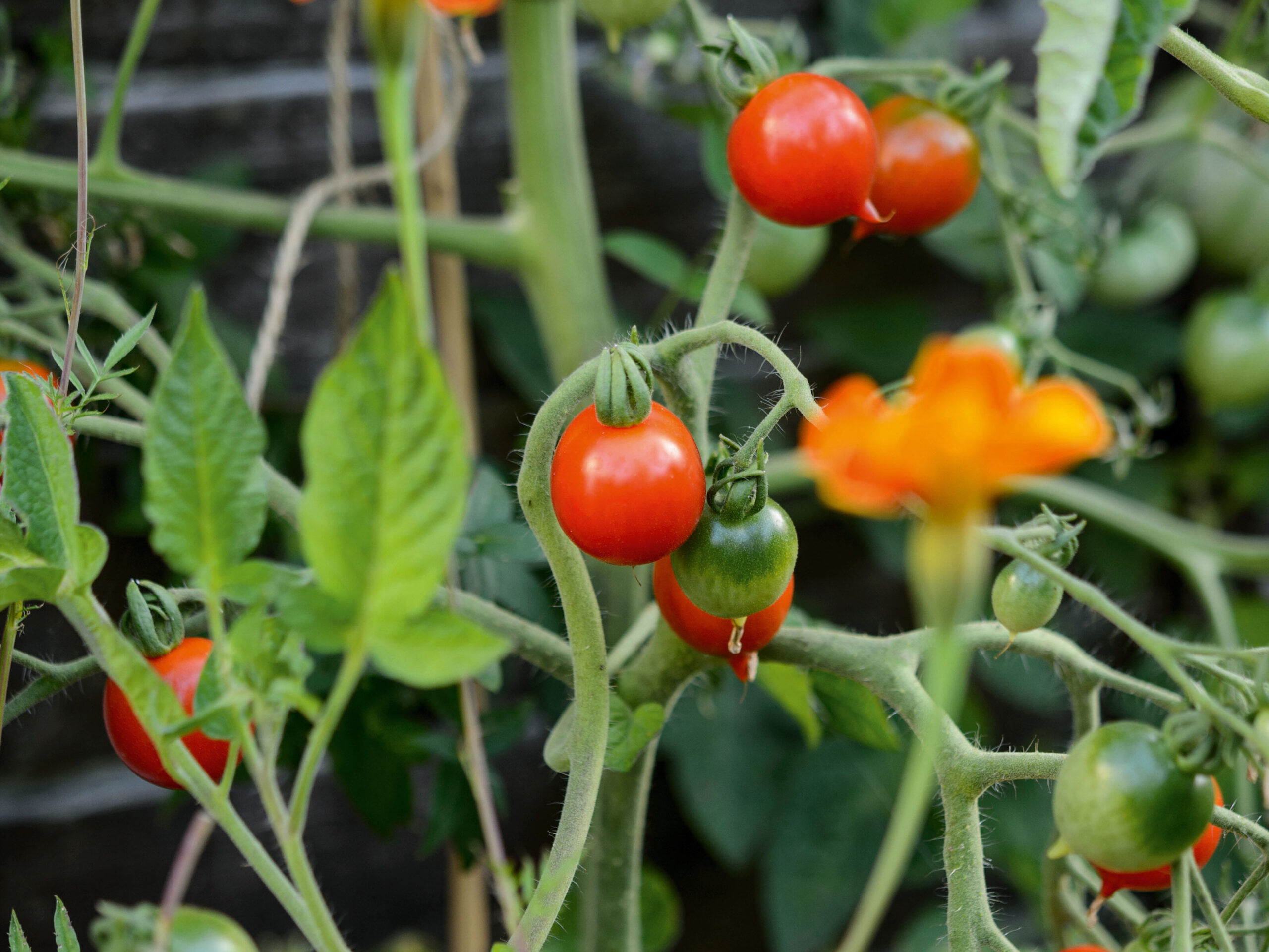 Tomato 'Stupice'
