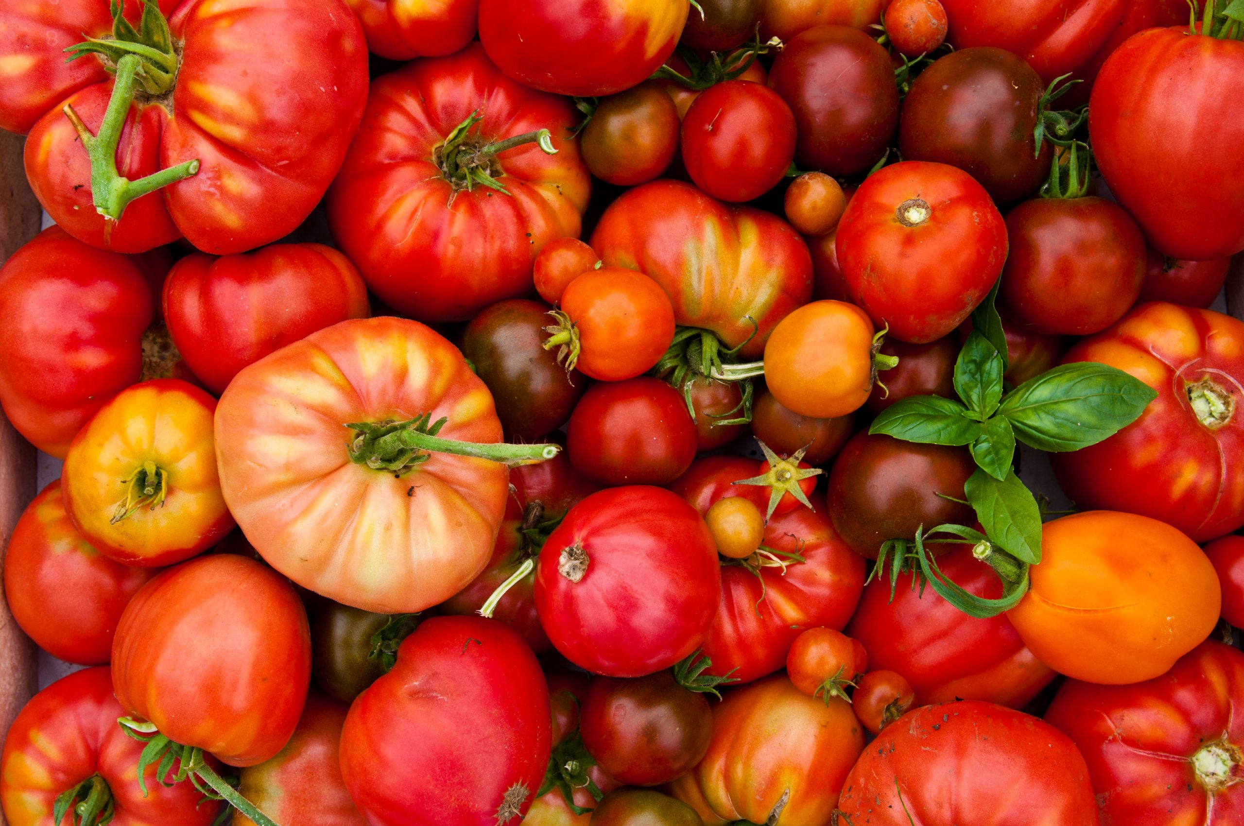 Homegrown tomatoes