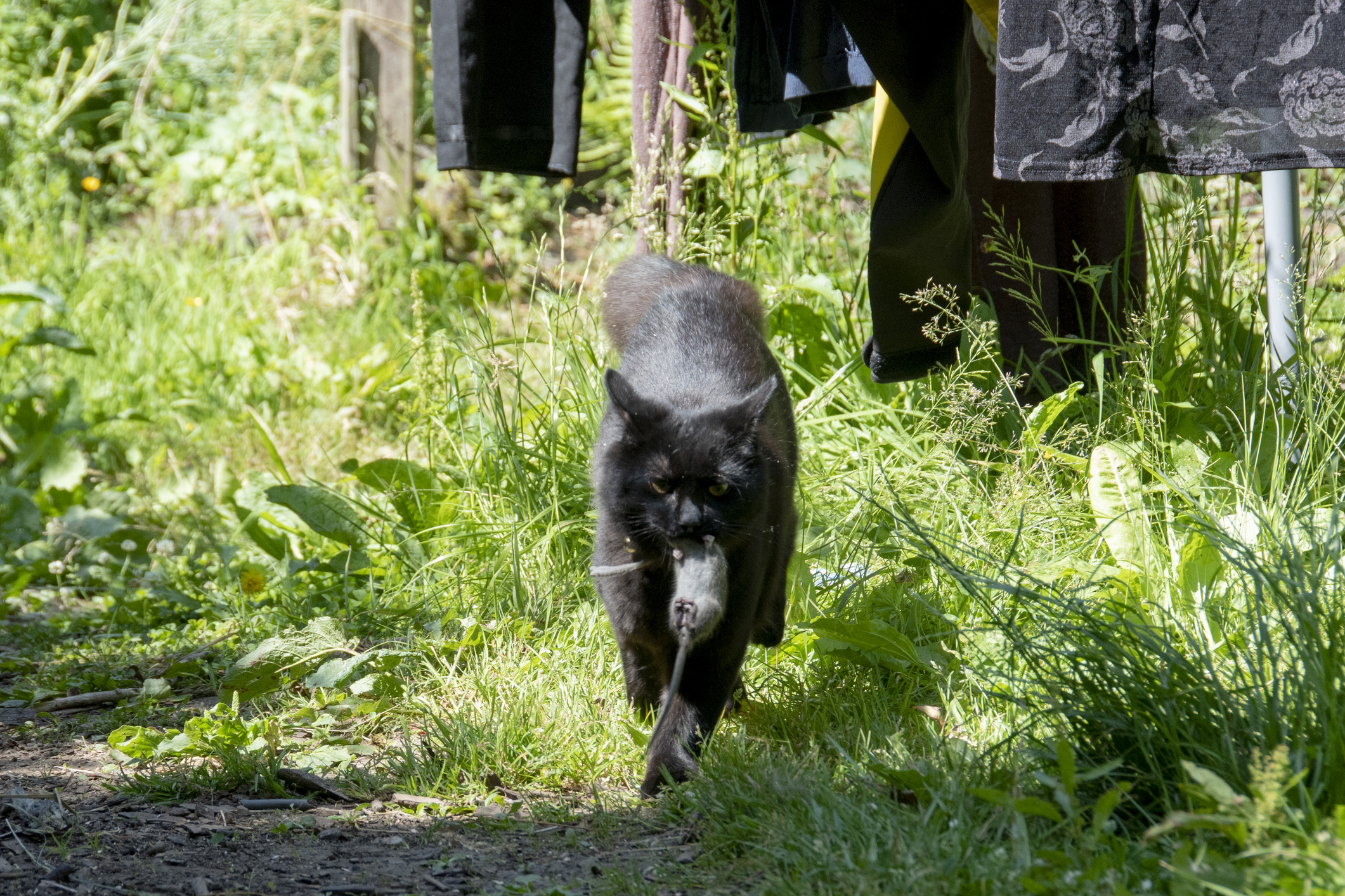 cat with mouse it its mouth