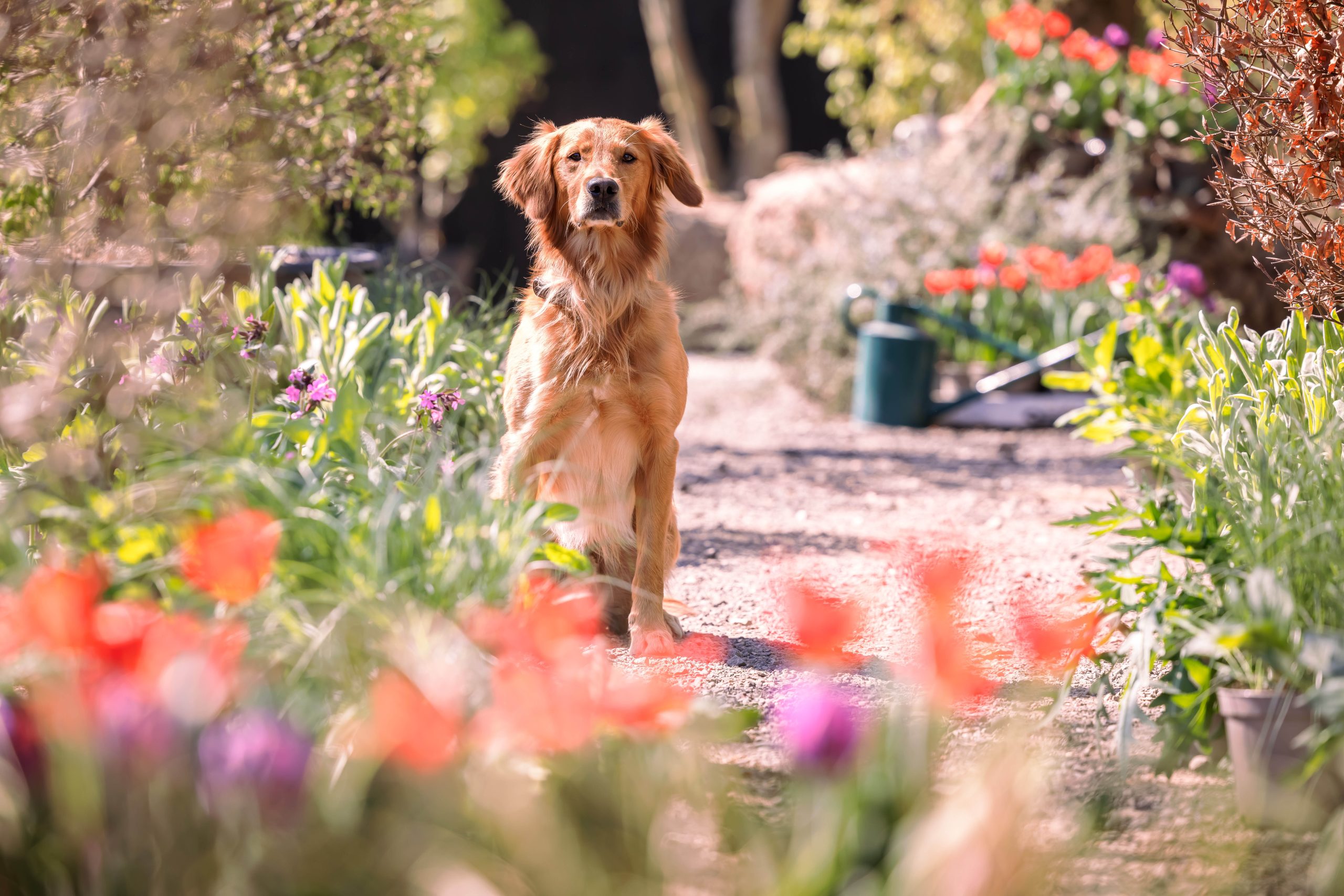 Monty Don's dog, Ned