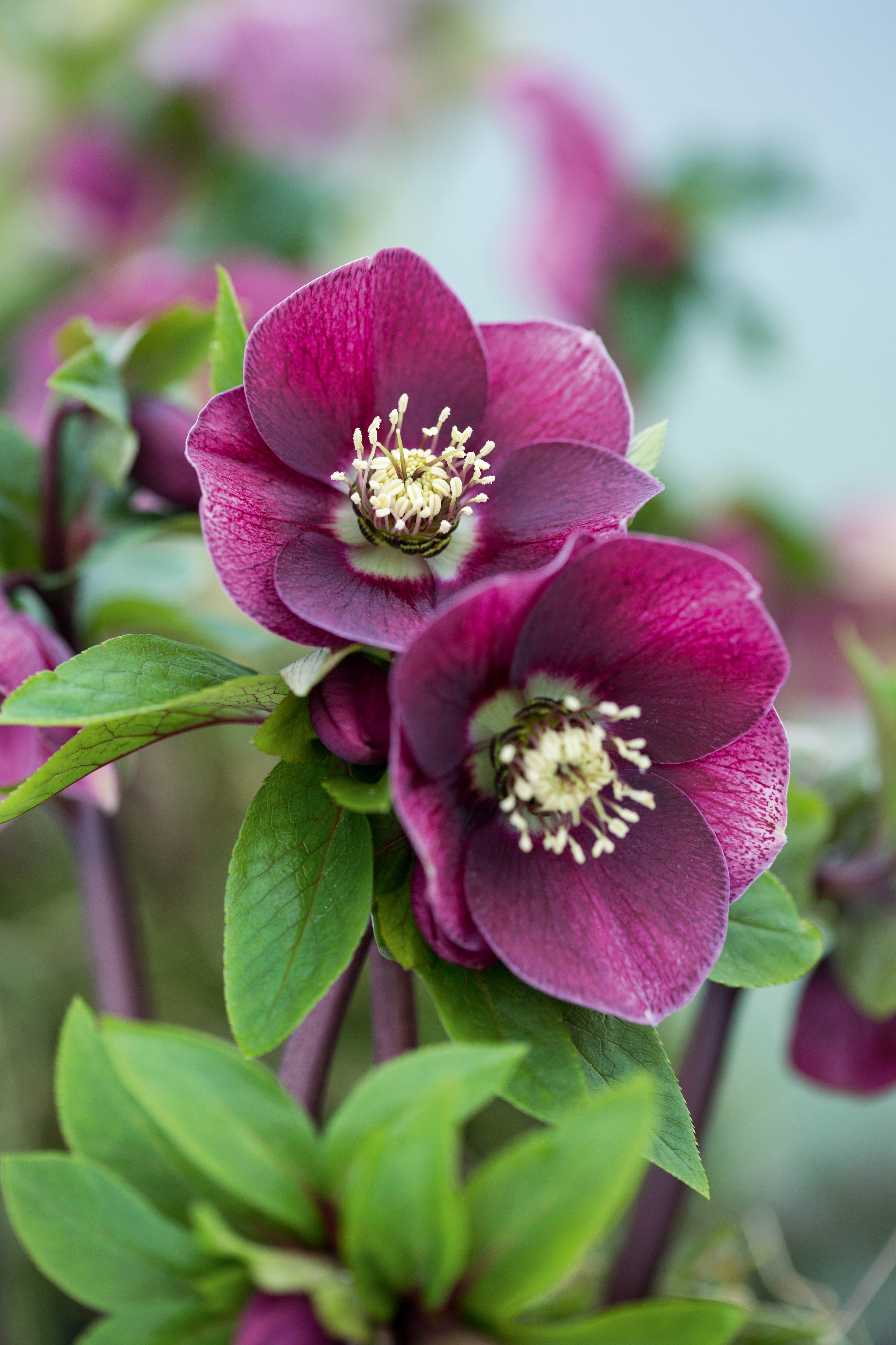Helleborus x hybridus Pink Red