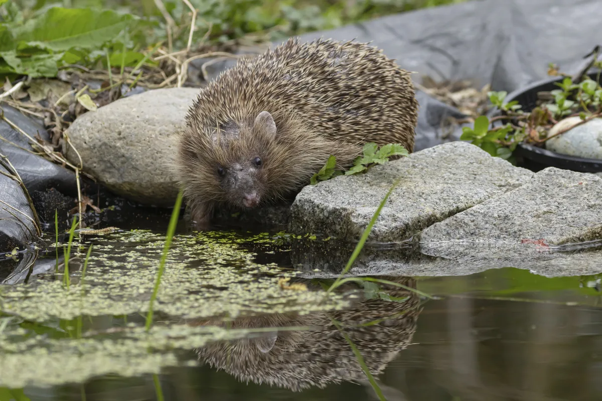 European hedgehog (Erinaceus europaeus) adult animal drinking at a garden pond