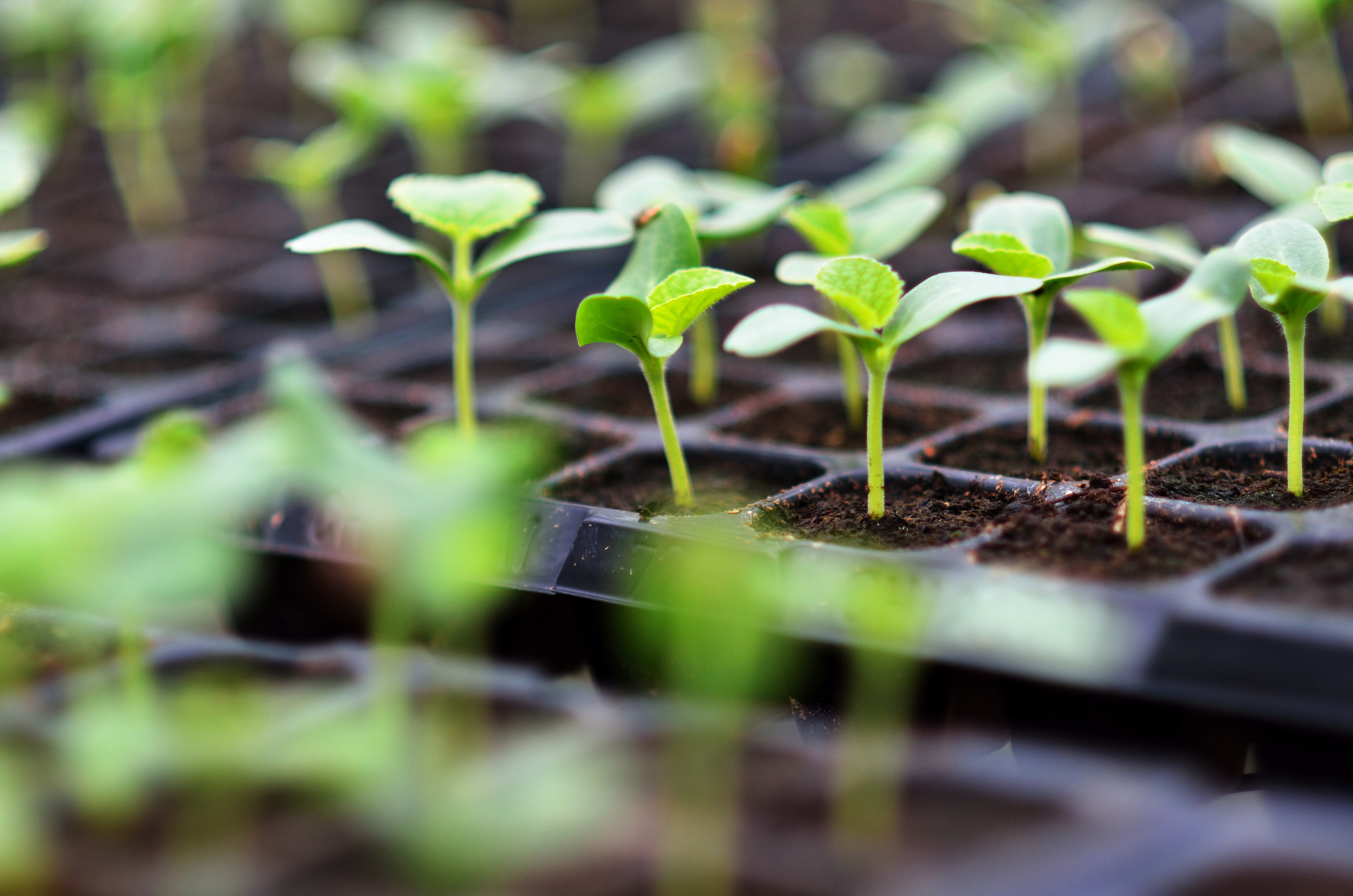 Seeds in a seed tray
