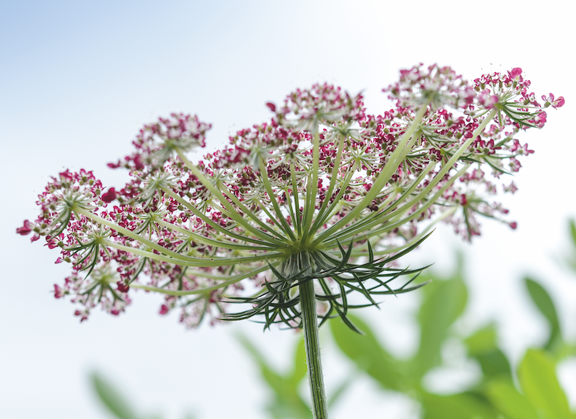 Daucus carota