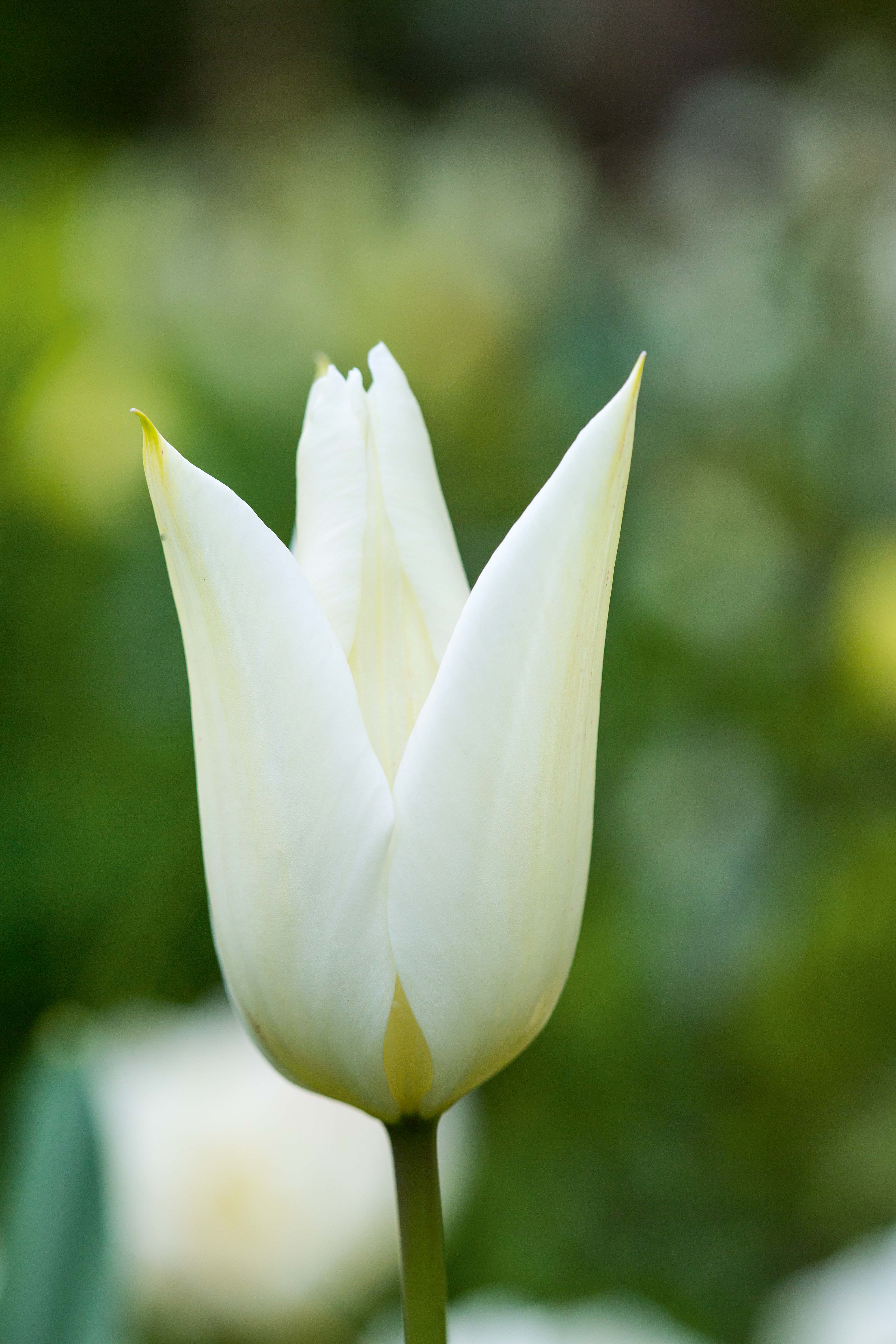 Tulipa White Triumphator /