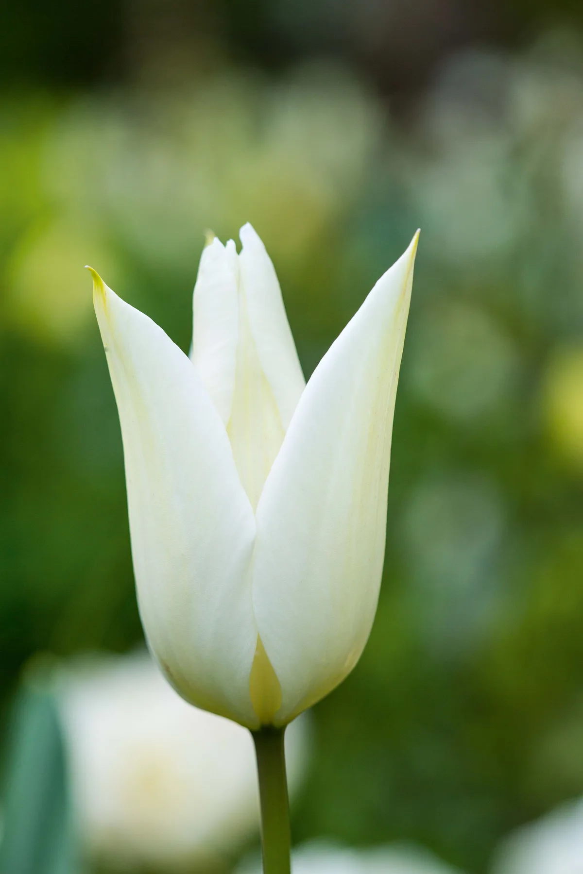 Tulipa White Triumphator /