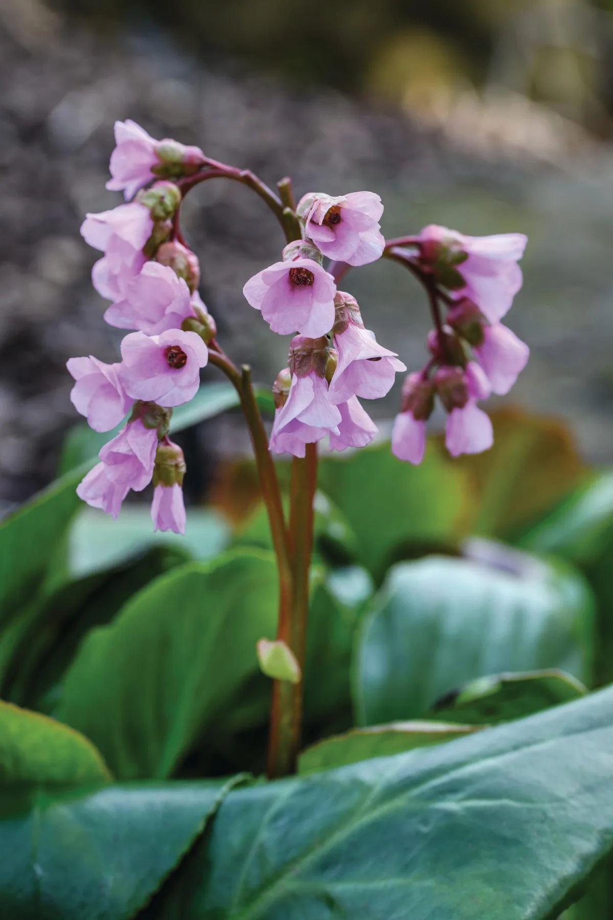 Bergenia crassifolia var. pacifica