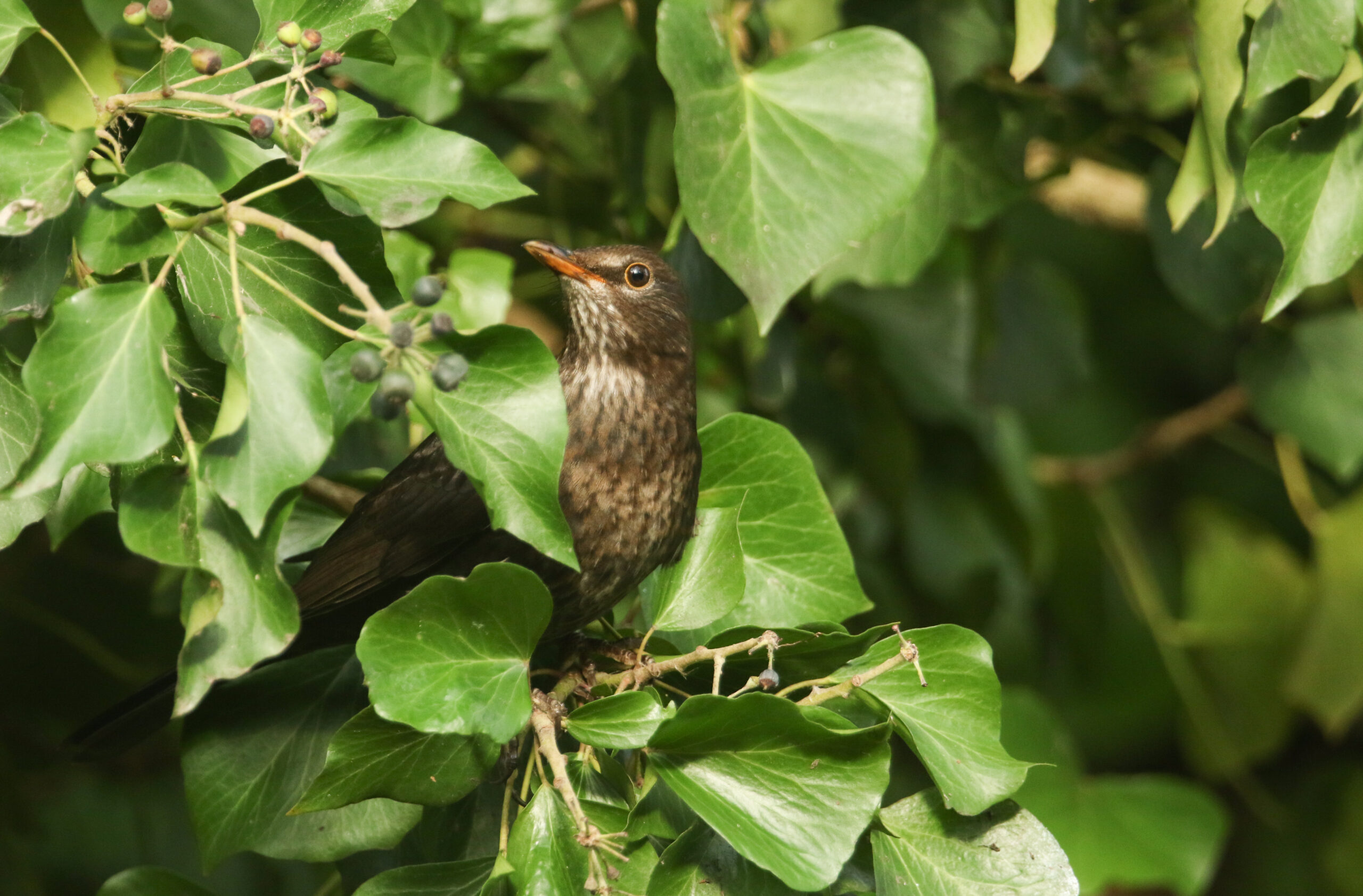 A female Blackbird, Turdus merula, eating ivy berries