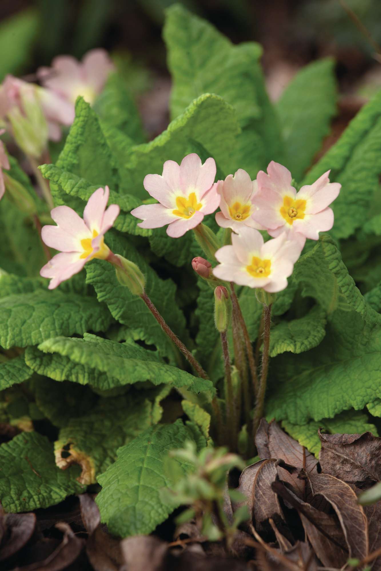 Primula vulgaris Pink Form © Huw Morgan