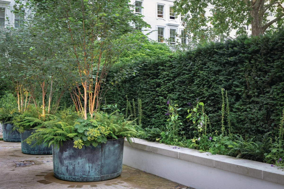 Trees growing in large pots