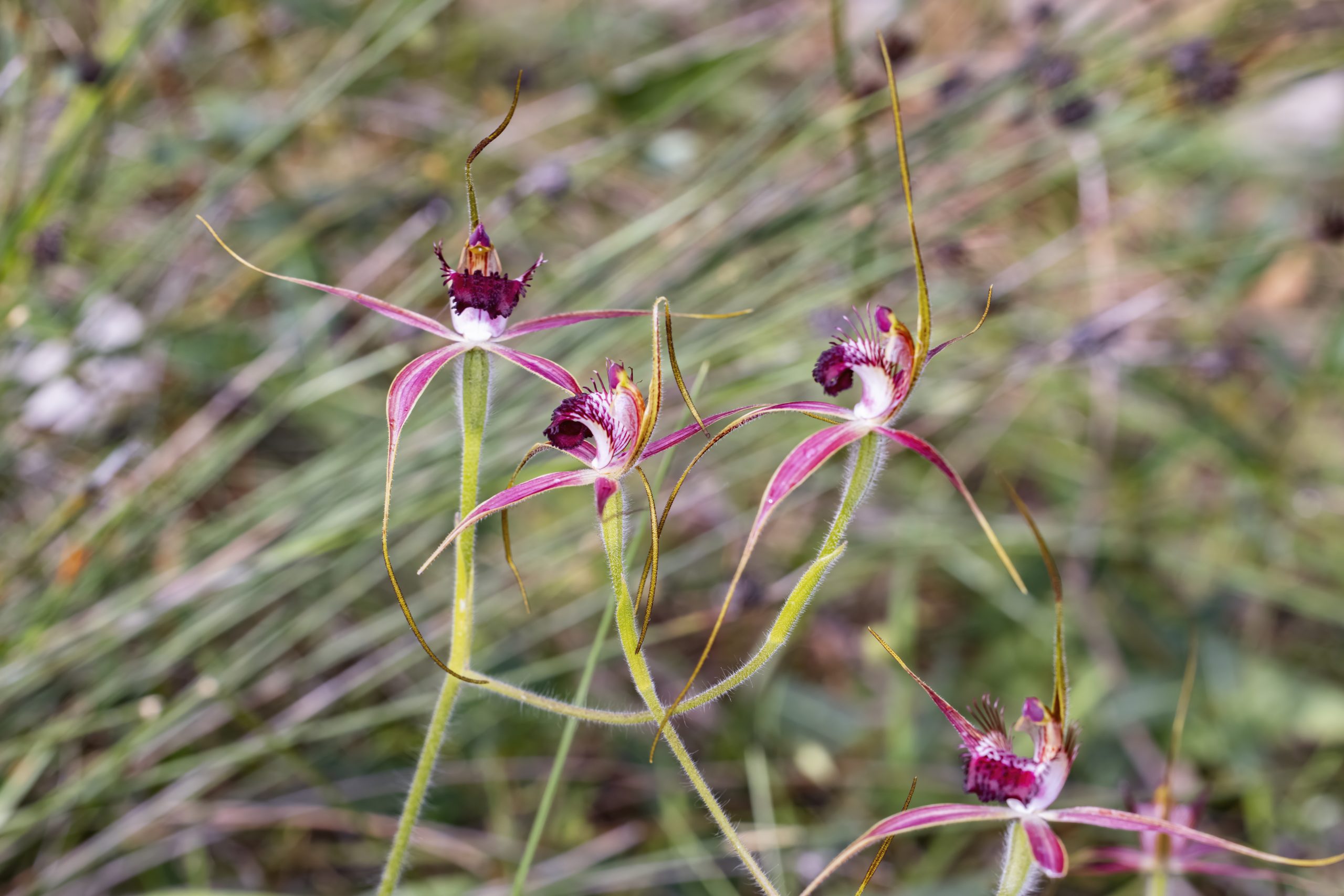 Spider Orchids - Caladenia