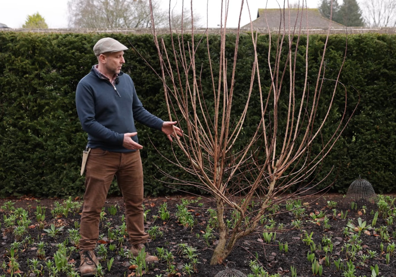 Tim Stretton standing beside a Cotinus bush