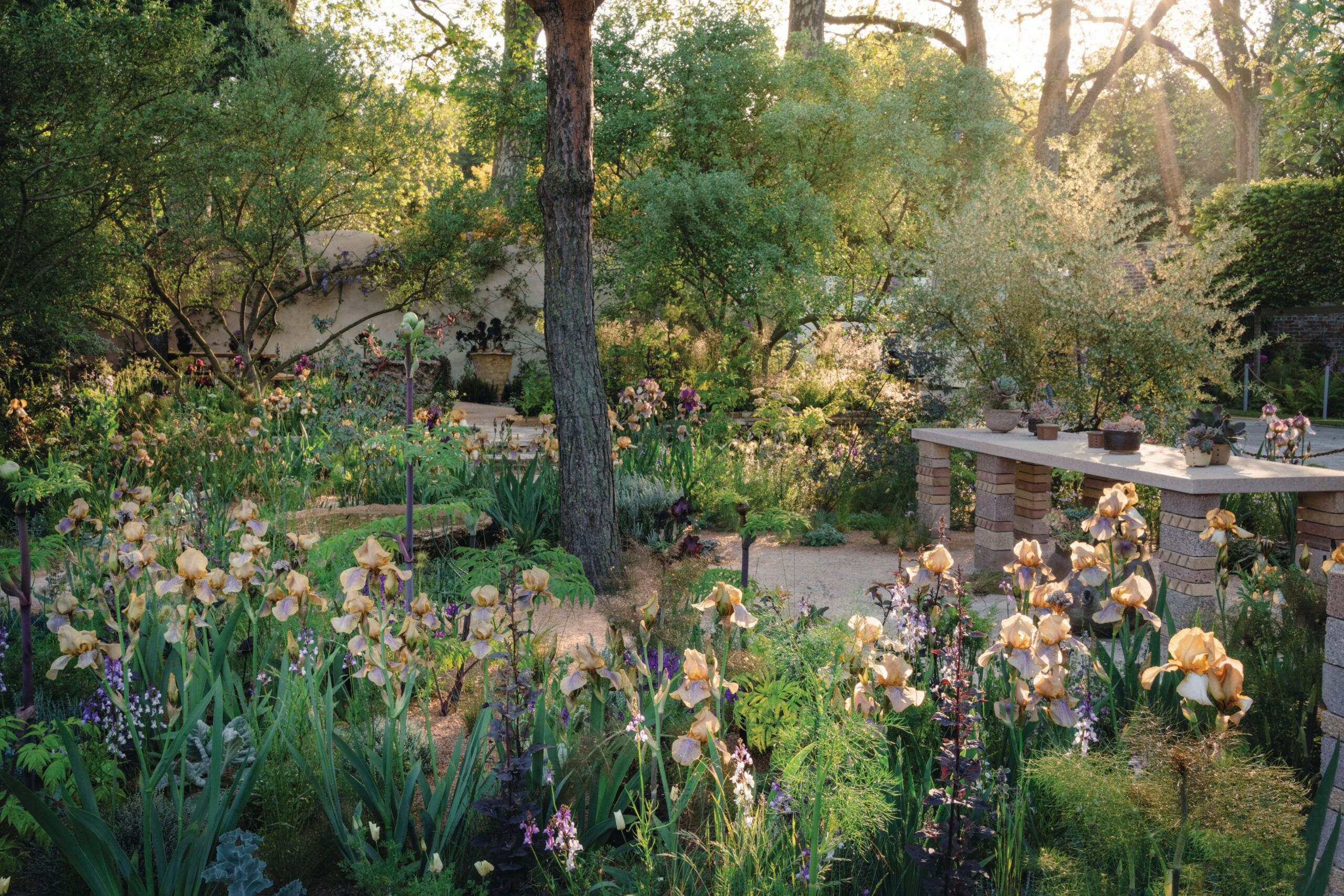 Woodland garden in bloom