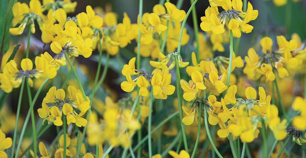 Beautiful meadow plants for a biodiverse summer meadow