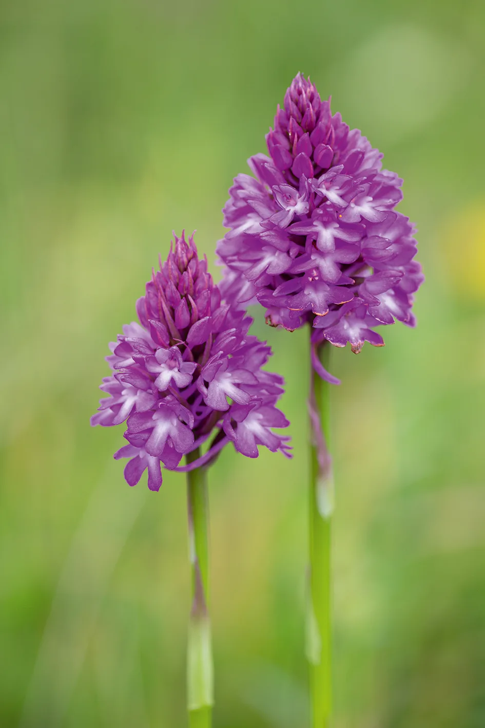 Anacamptis pyramidalis, (Pyramidal Orchid)
