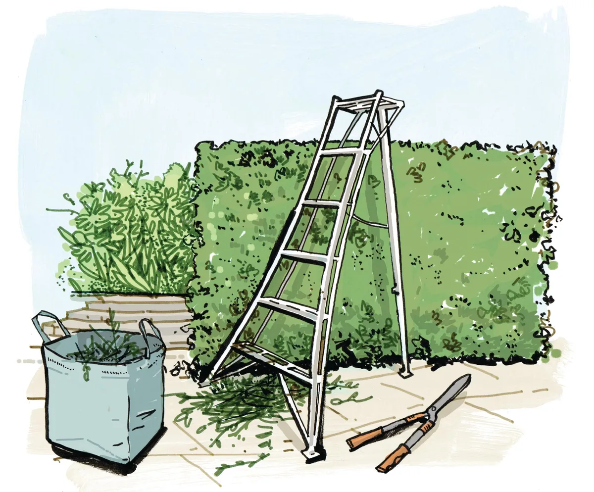 Illustration of a ladder and hedge with clippings and shears