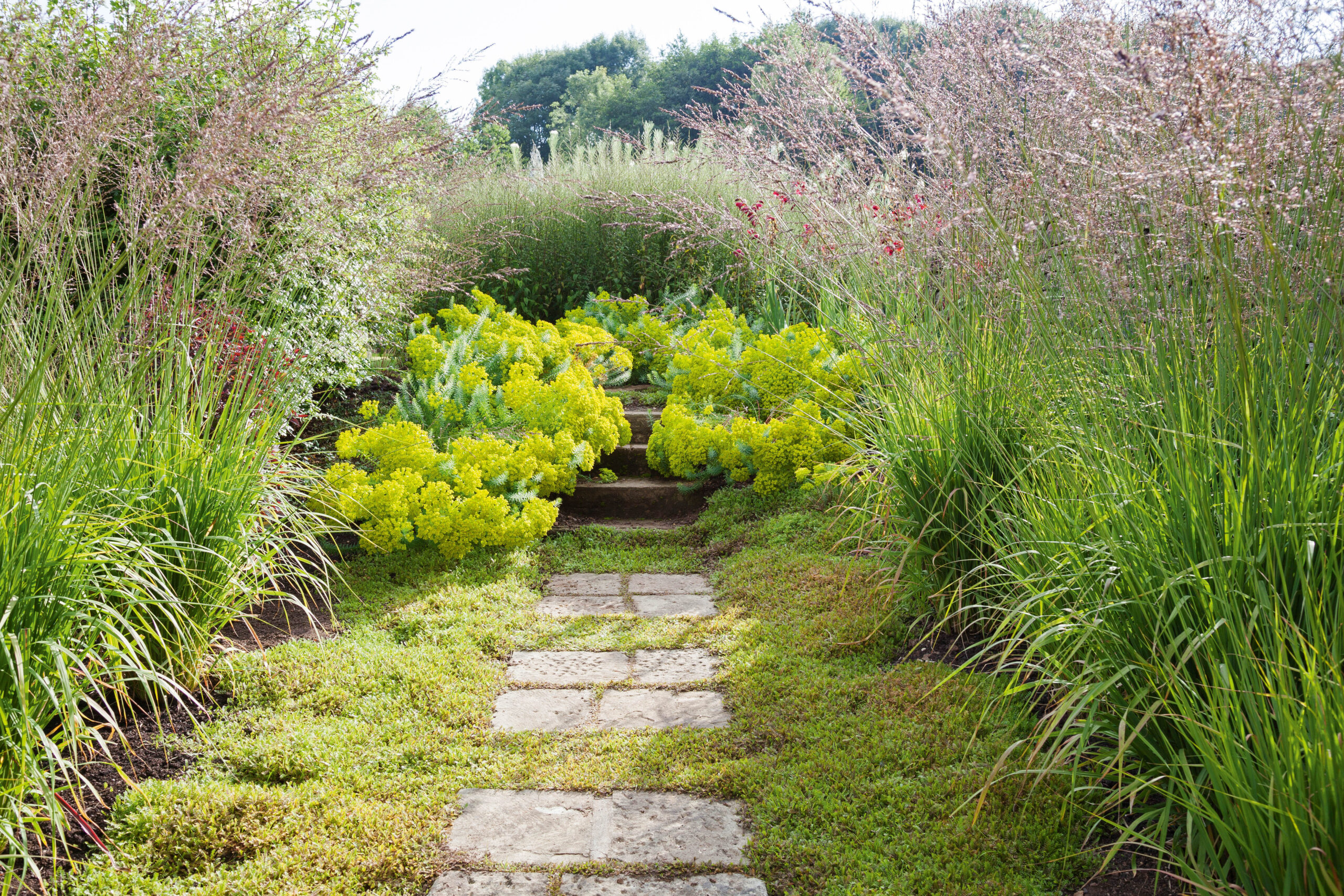 A lawn of Leptinella squalida
