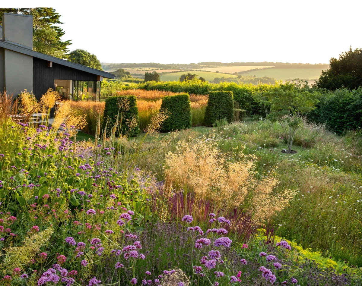 A garden with purple flowers and grasses