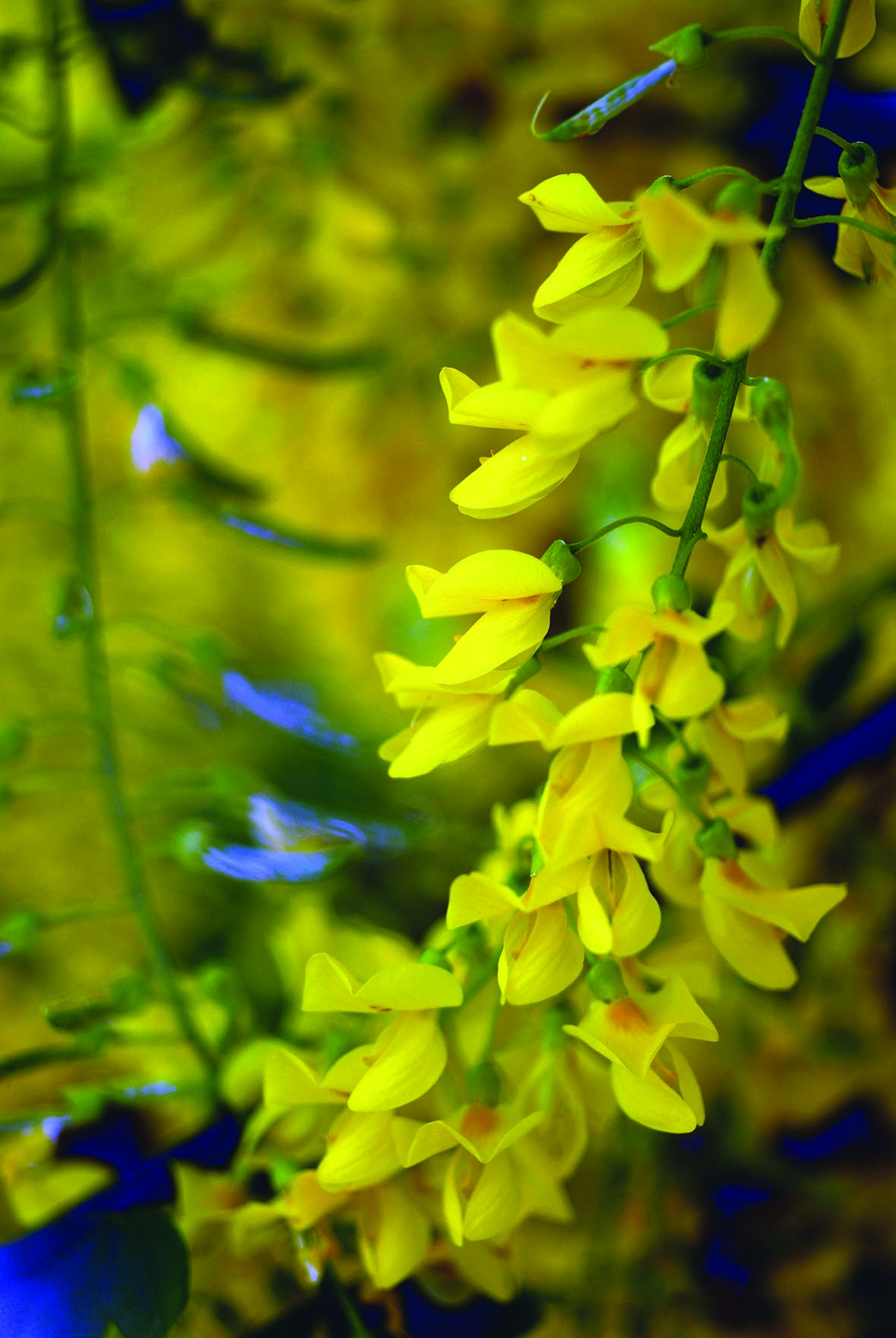 Laburnum anagyroides Laburnum