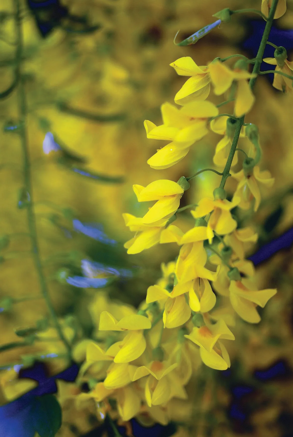 Laburnum anagyroides Laburnum