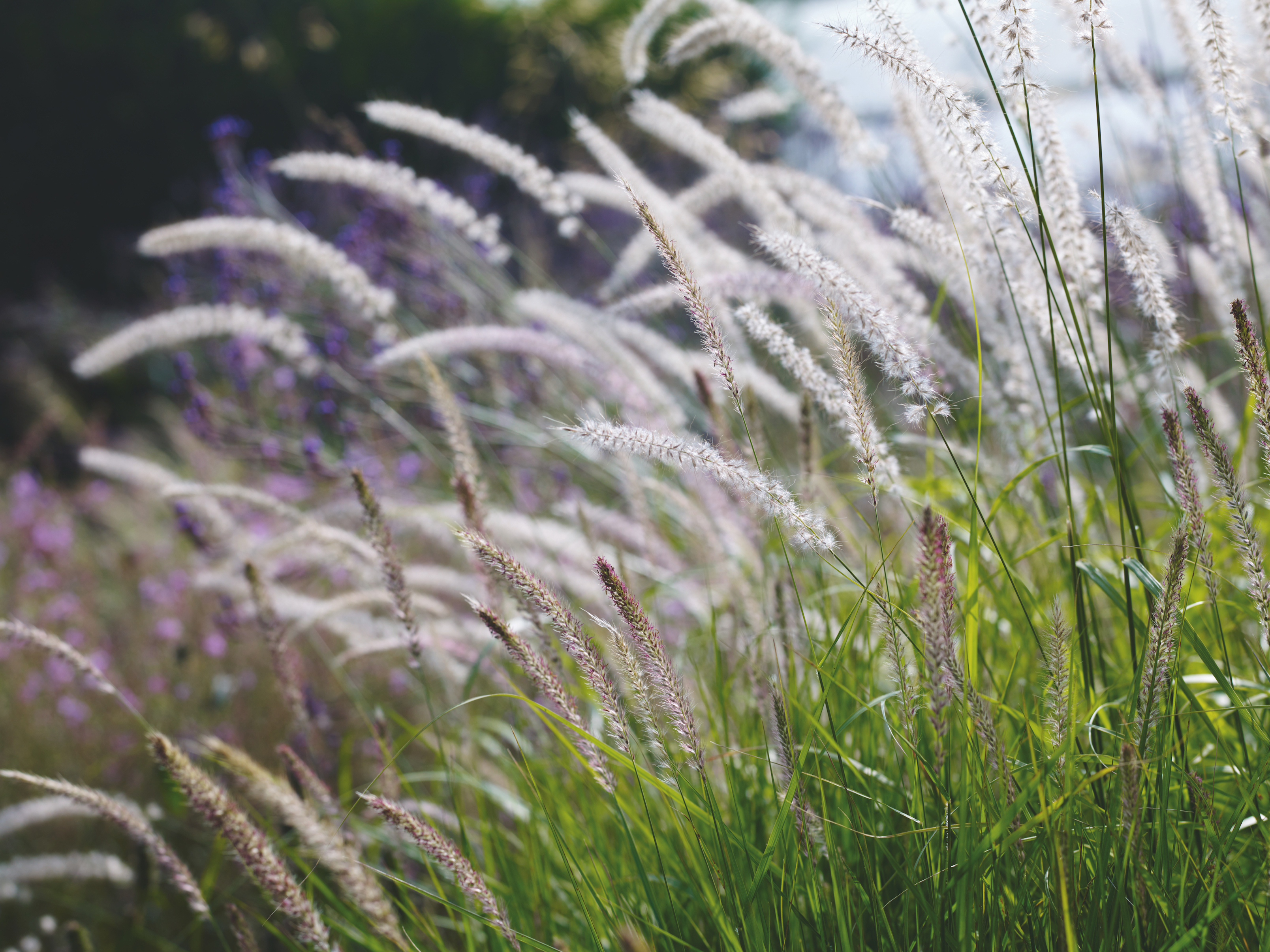 Pennisetum orientale 'Tall Tails'