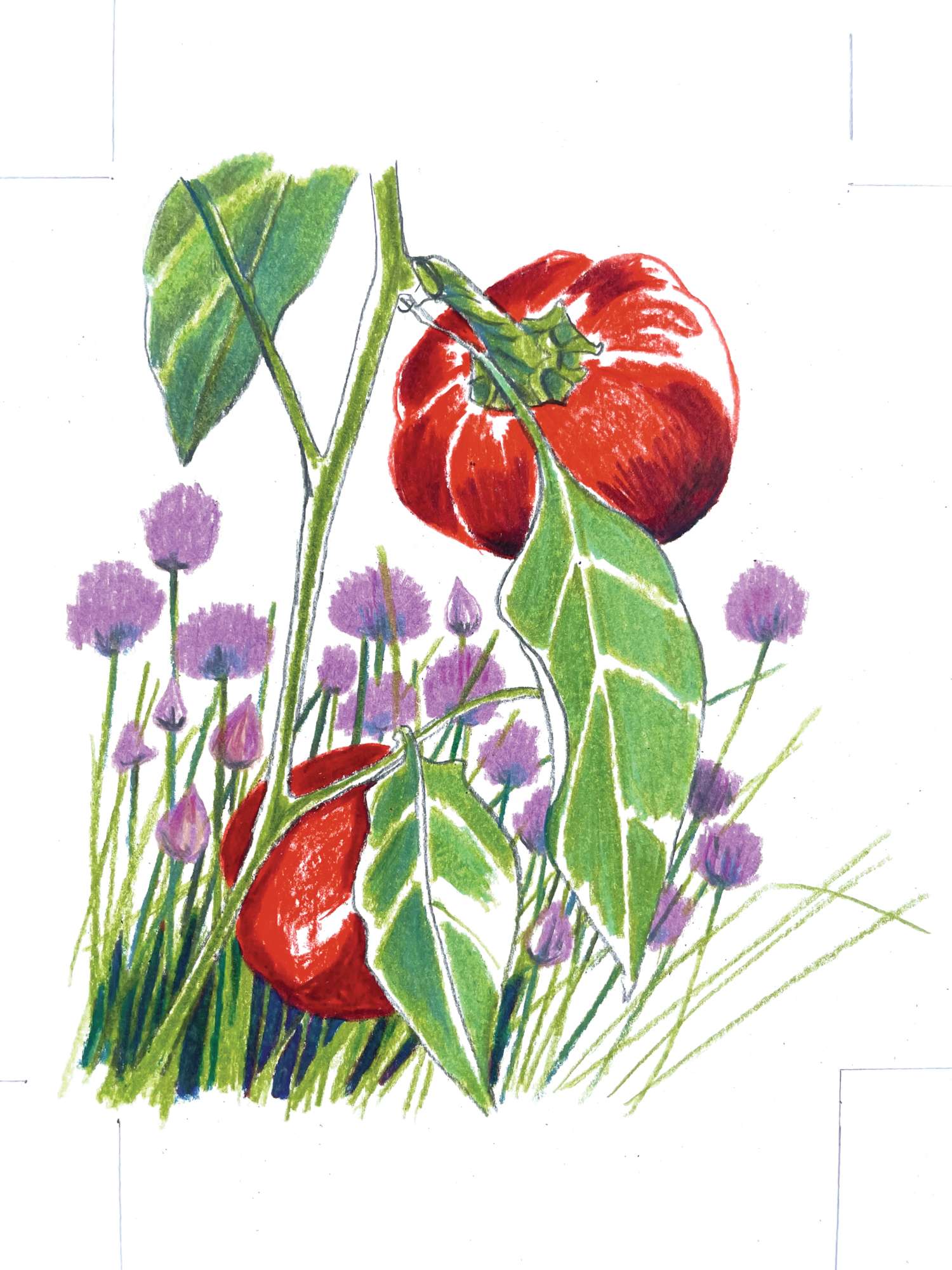 An illustration of a tomato growing among chives
