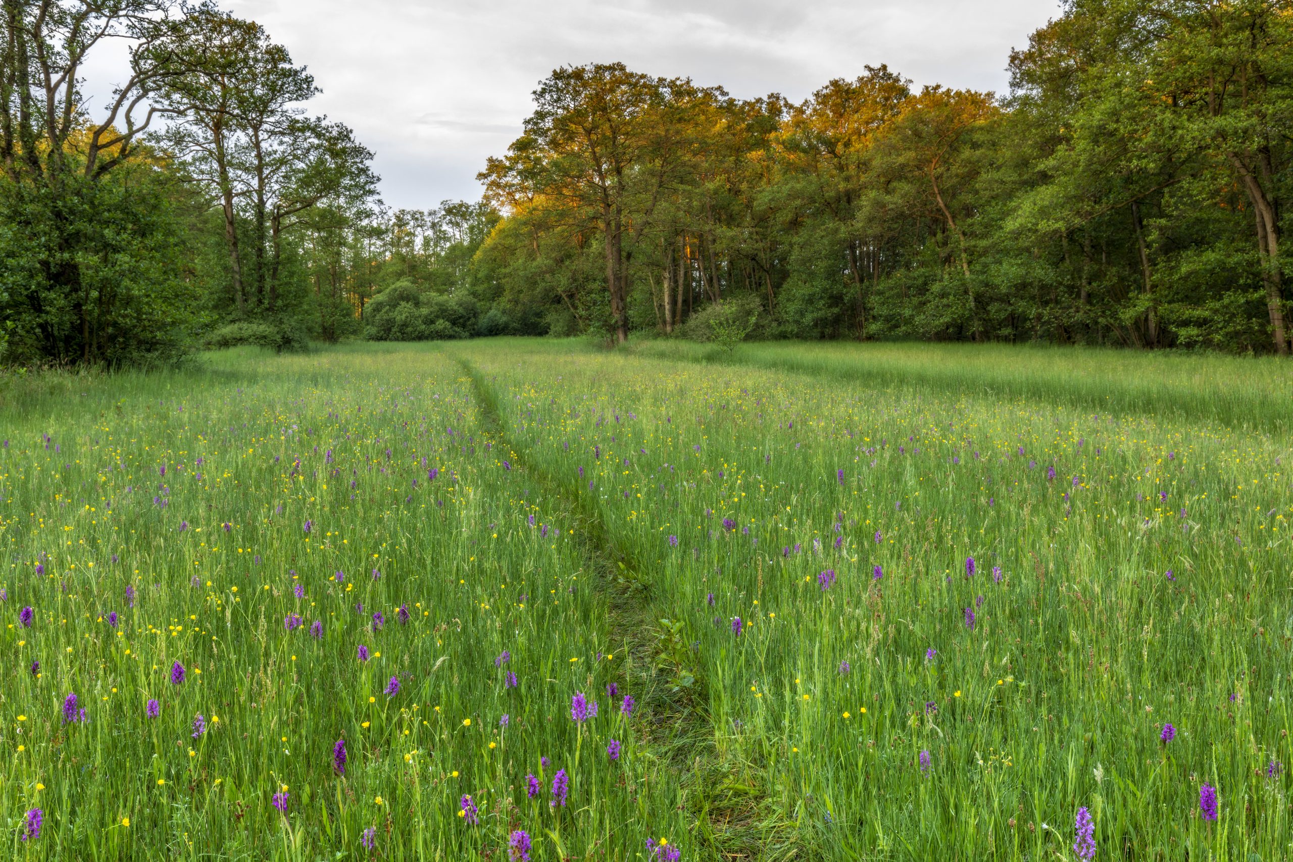 Orchid wildflower meadow