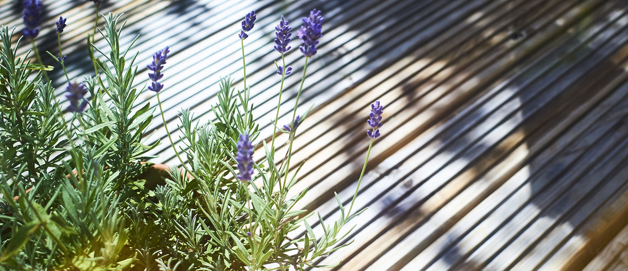 A decking patio