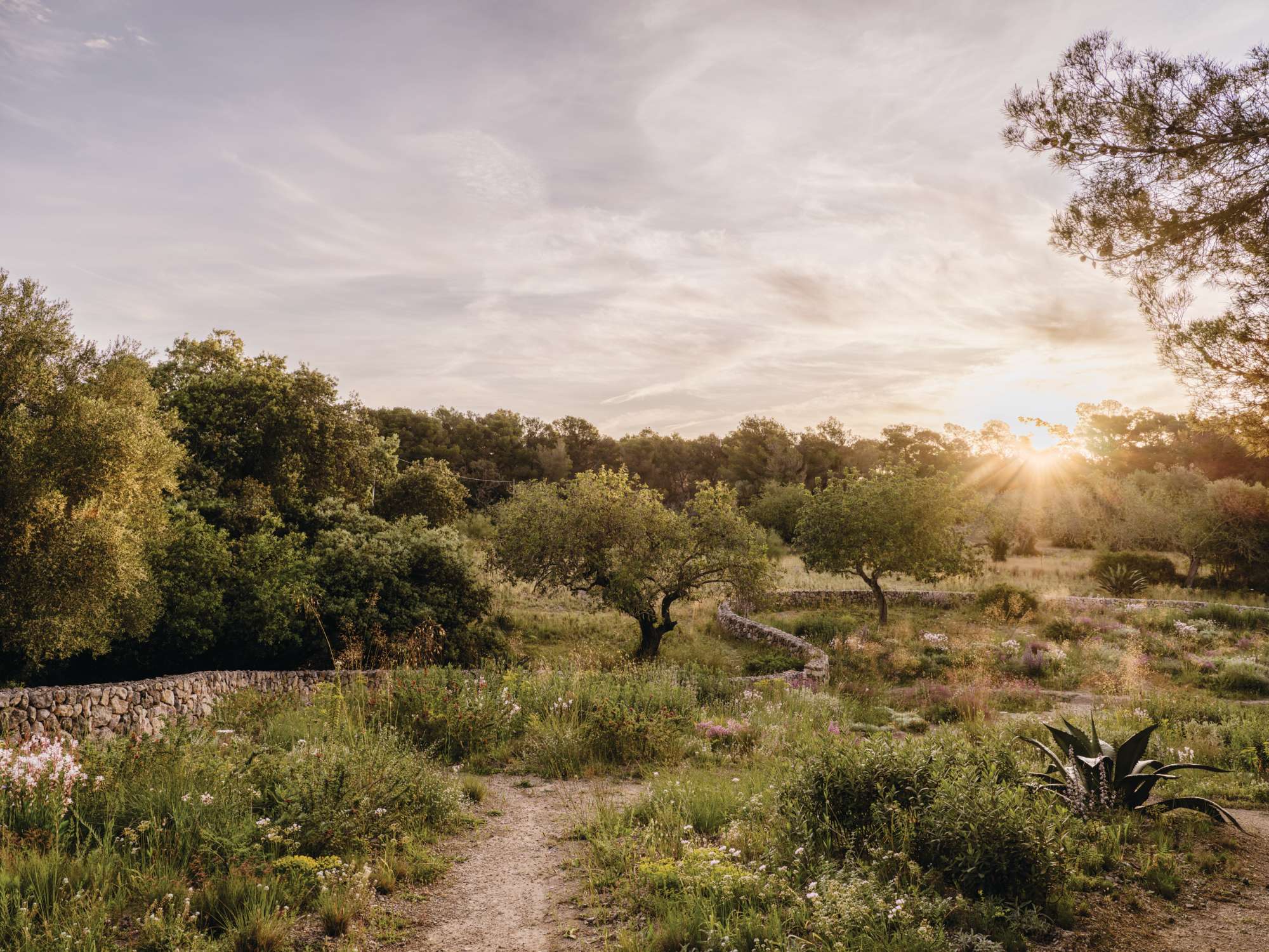 Luciano Giubbilei’s Mallorcan garden, The Field