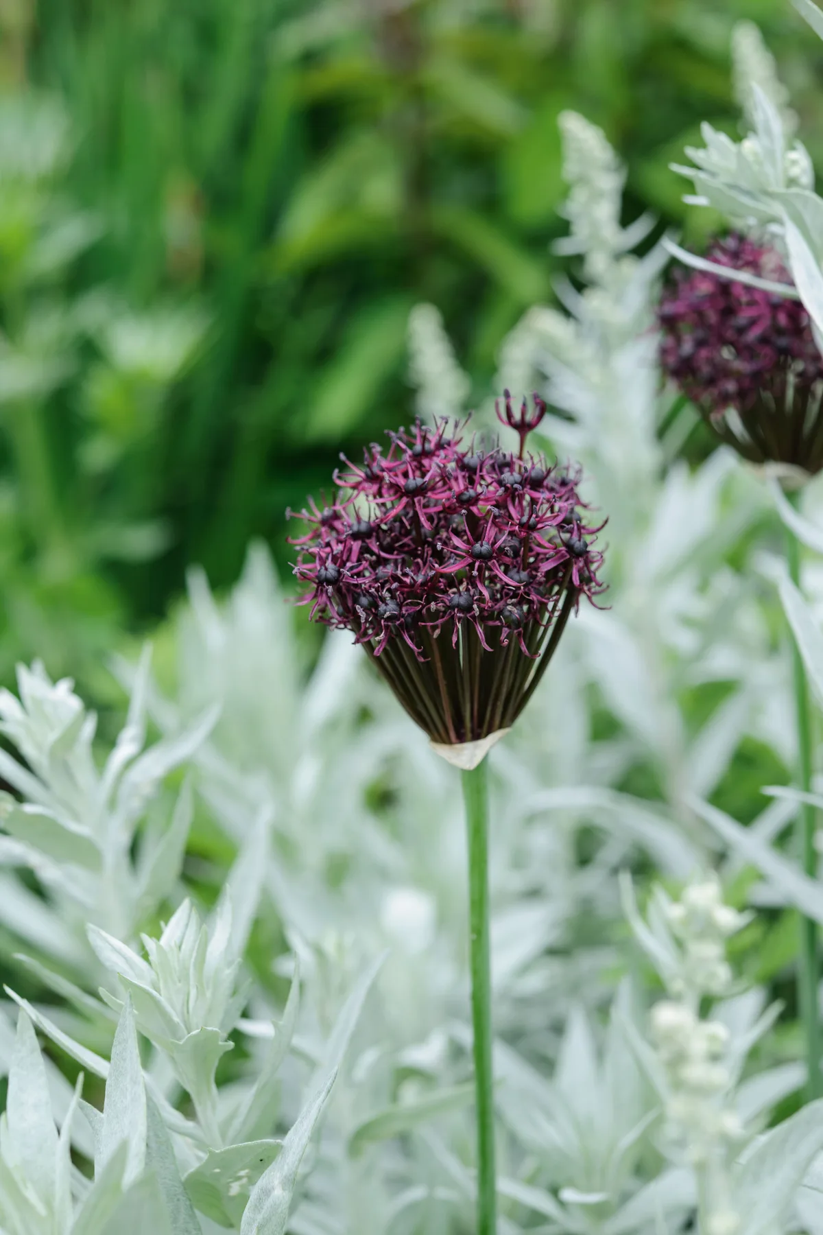 Allium atropurpureum