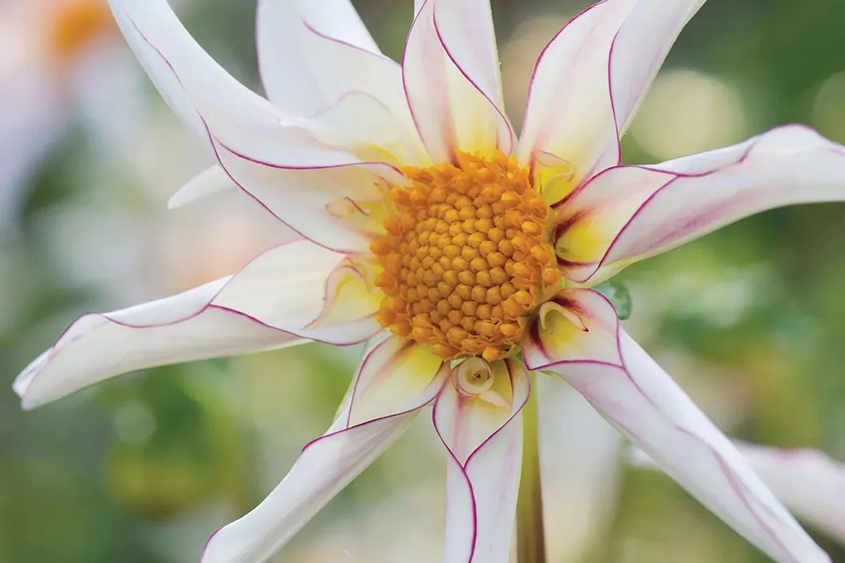 Dahlia 'Honka Fragile'