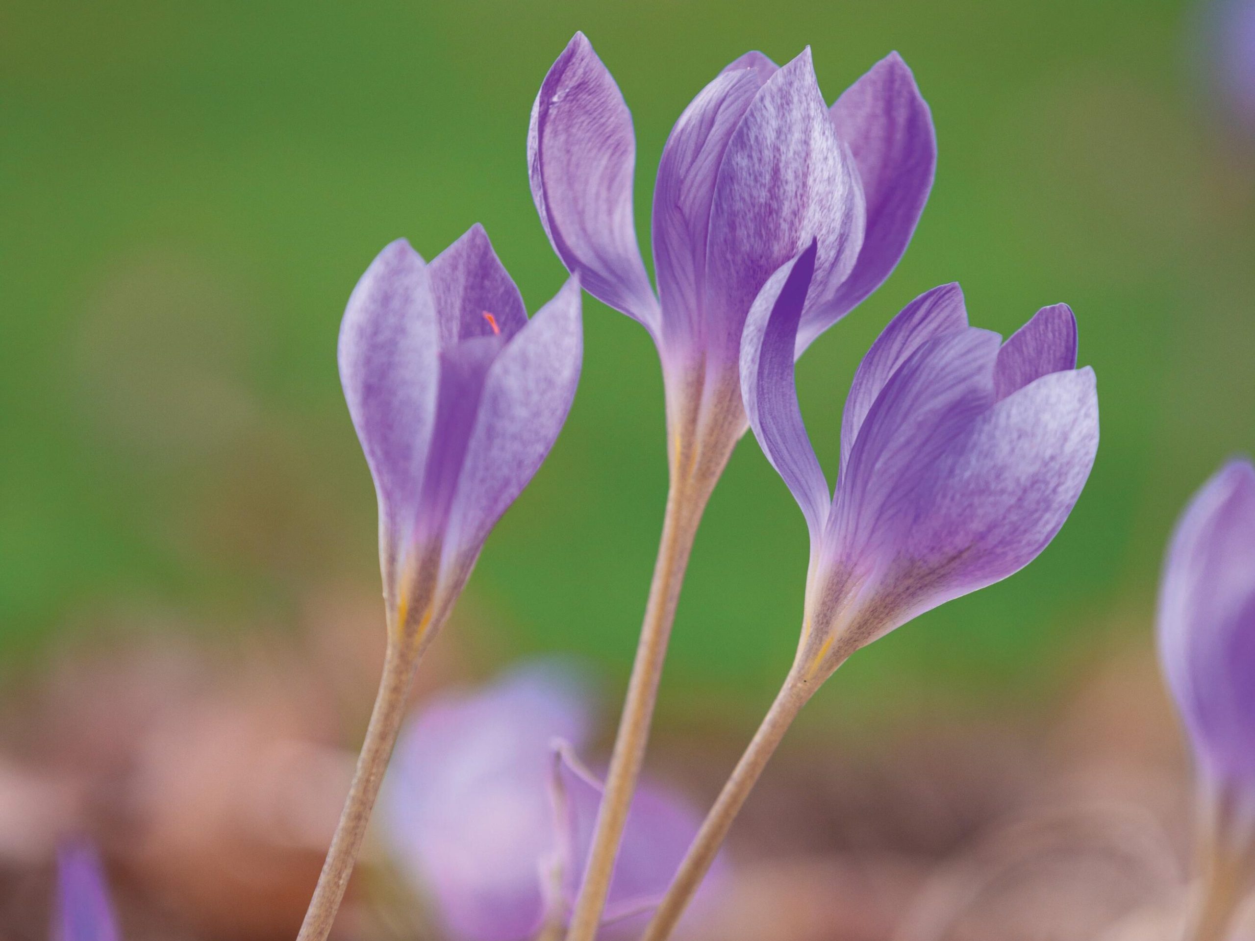 Purple flowers