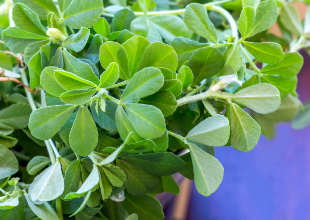 Fenugreek Methi Leaves. Photo: Getty Images