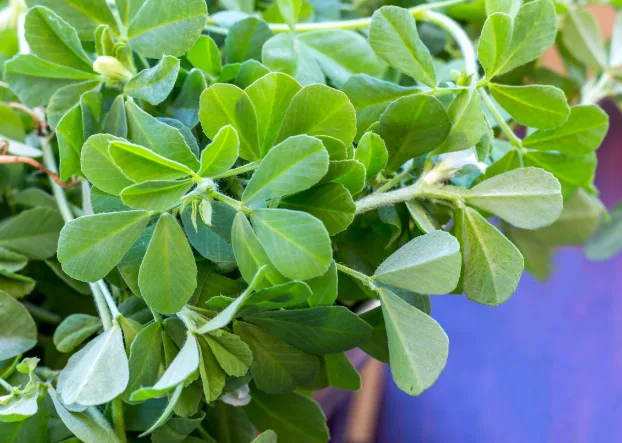 Fenugreek Methi Leaves. Photo: Getty Images