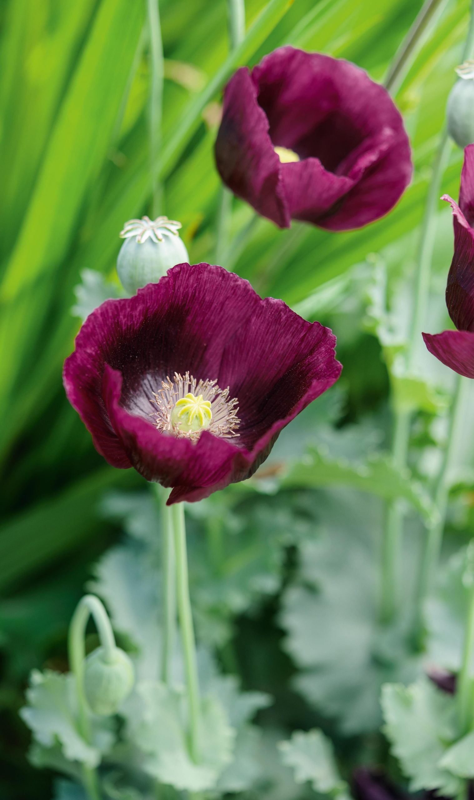 Papaver somniferum Lauren's Grape