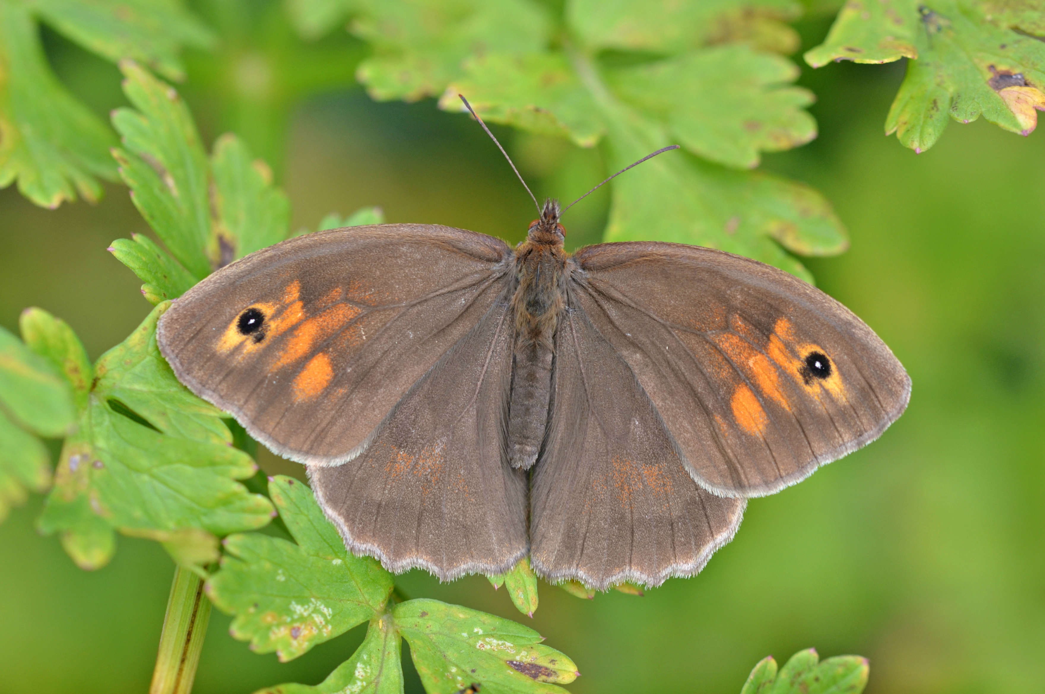 Meadow Brown (Female) 