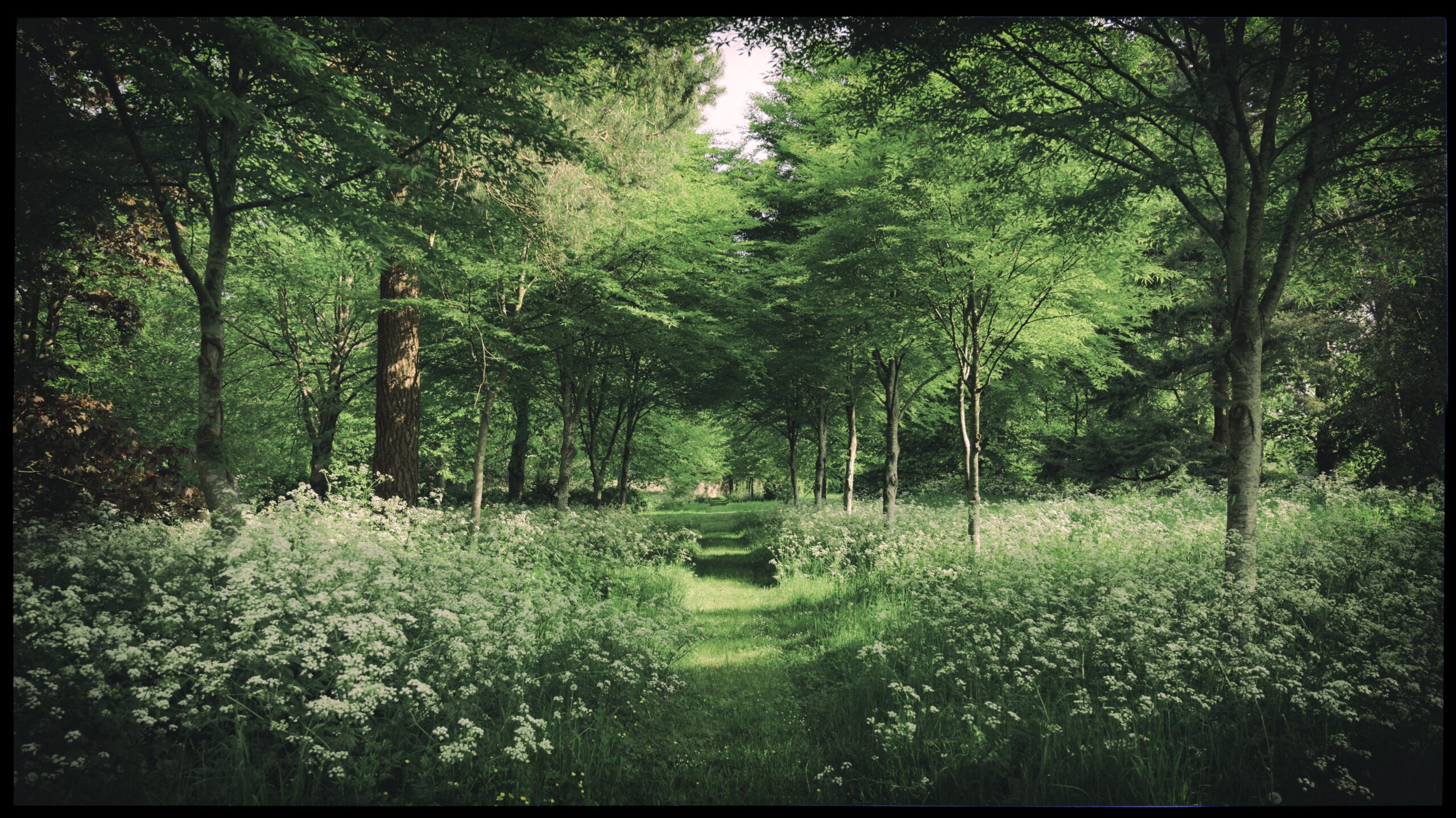Landscape at Goodwood