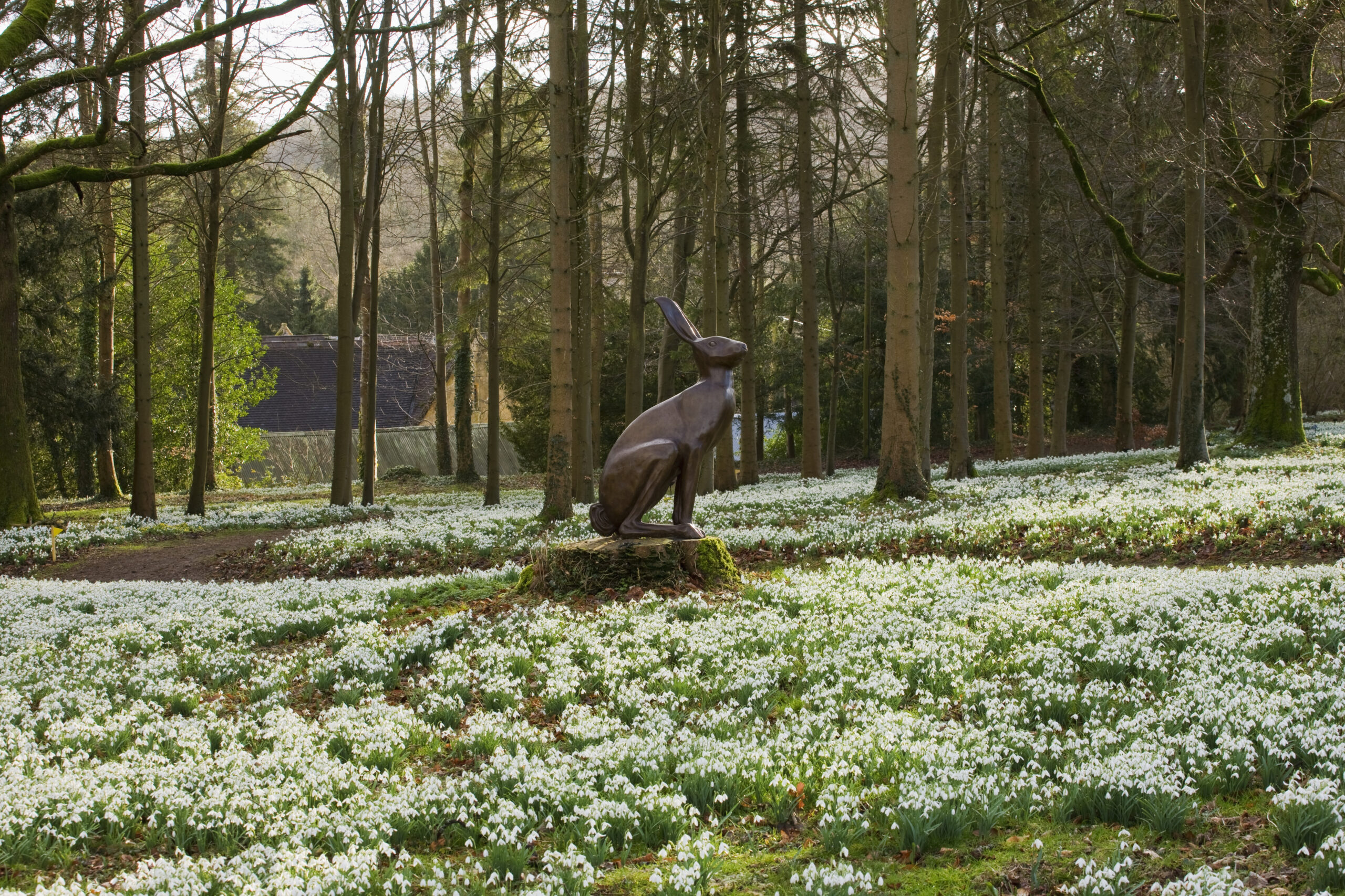 Snowdrops at Colesbourne Park