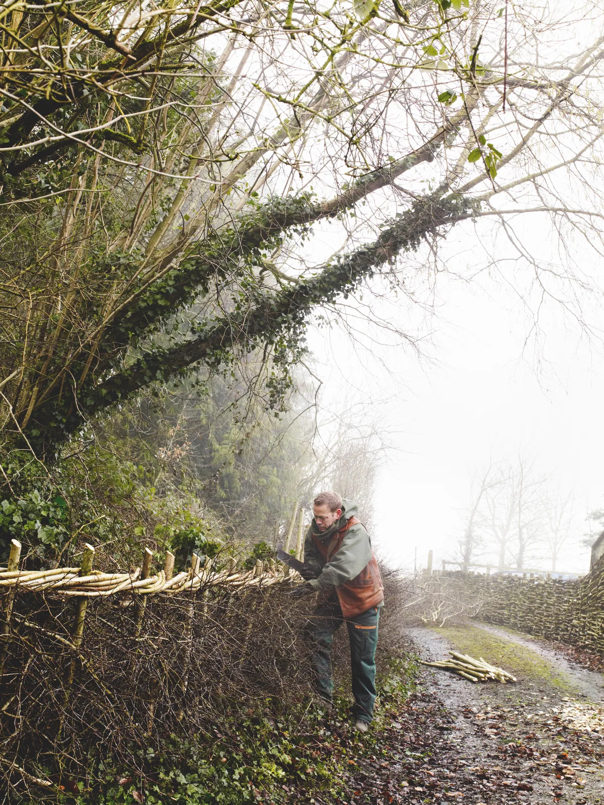 Learn how to lay a hedge using traditional craftsmanship and hedge laying skills.