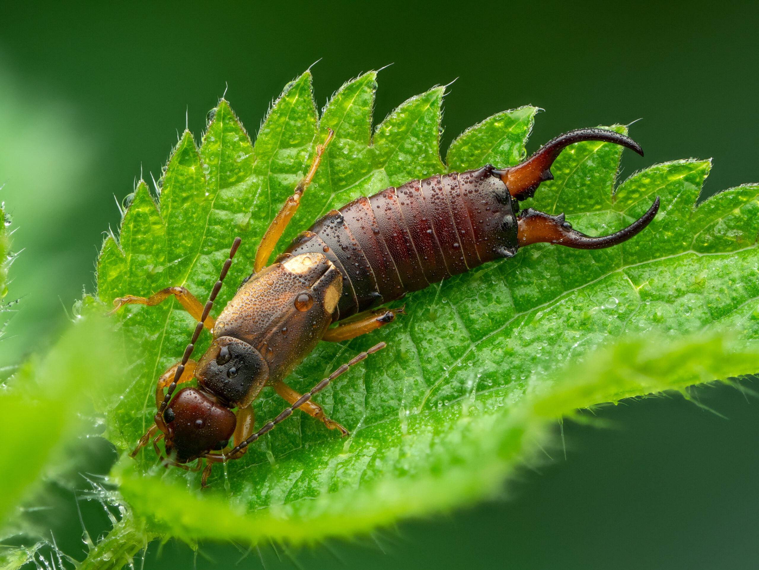 European earwig Forficula auricularia © Olivier Clerc