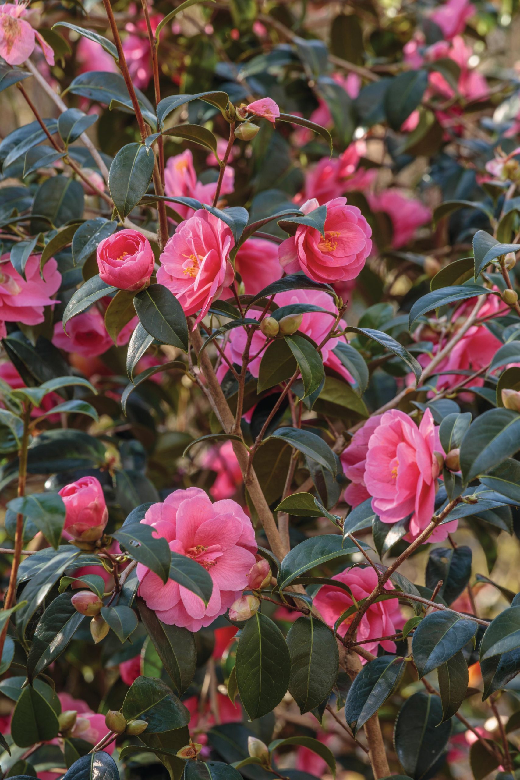 Camellia ‘Inspiration’